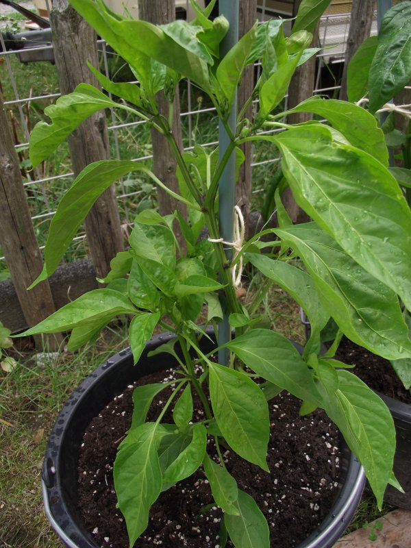 2018_0707IPK-ProjektChilis0116.JPG