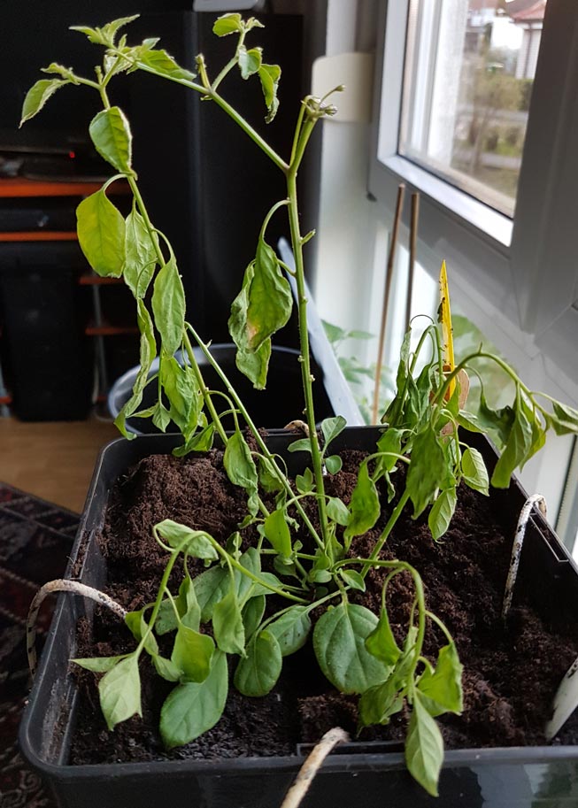 20190411_065520-klein.jpg