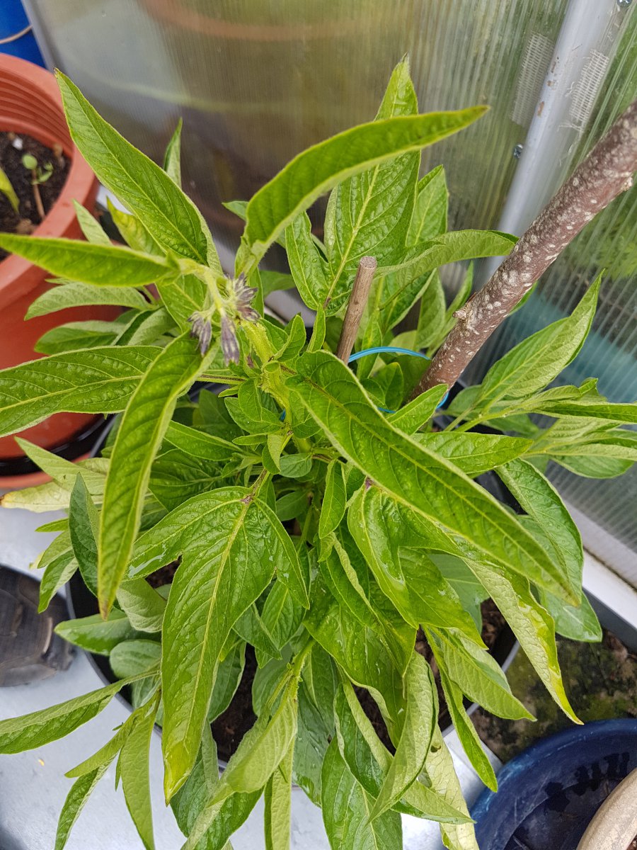 20190614_185242.jpg