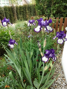 2020-05-12 Iris 1.jpg