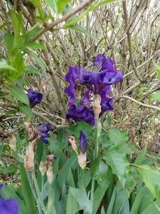 2020-05-12 Iris 2.jpg