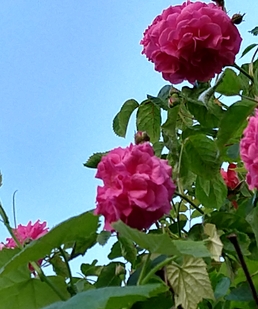 2020-05-21 rosa Rose im Wein.jpg