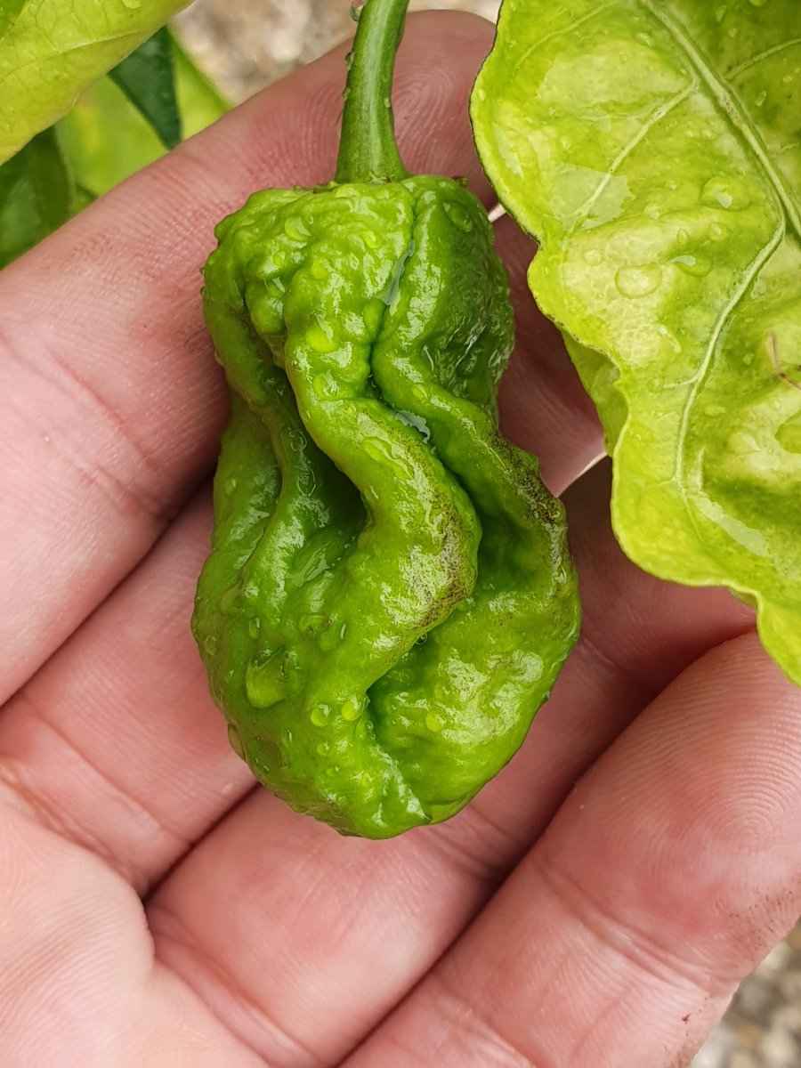 Carolina Reaper Hot Painde Alles Rund Um Chilis