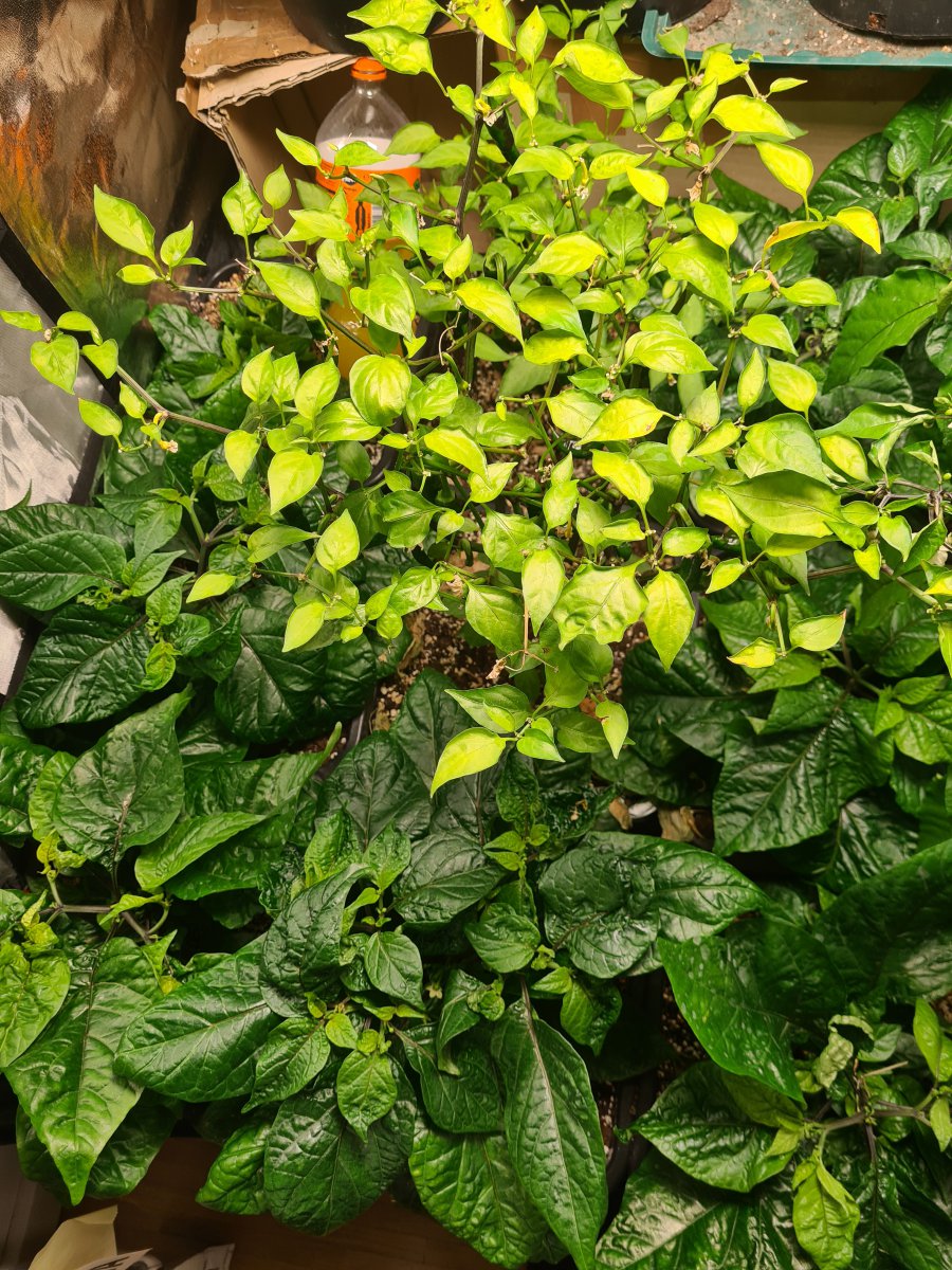 20201207_191914.jpg