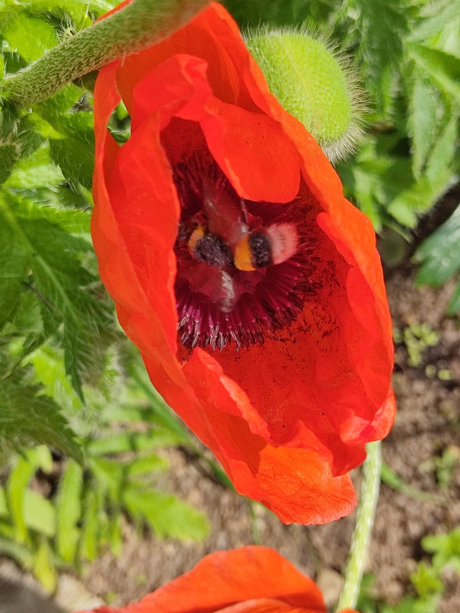 2021-06-12 Hummel badet im Türkischen Mohn (2).jpg