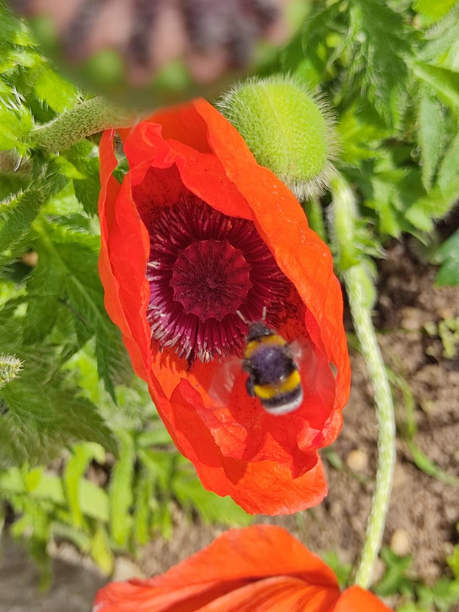 2021-06-12 Hummel im Anflug auf den Türkischen Mohn.jpg