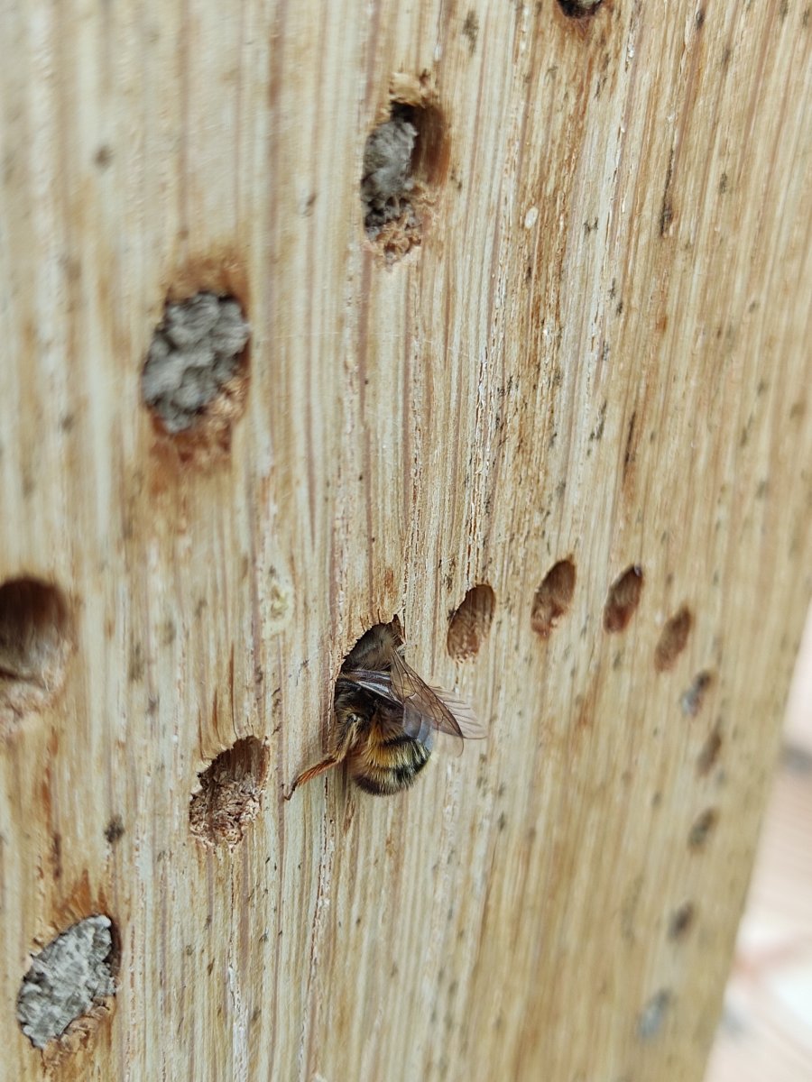 2021-06-12 Nisthilfe Solitäre Bienen und Wespen (3).jpg