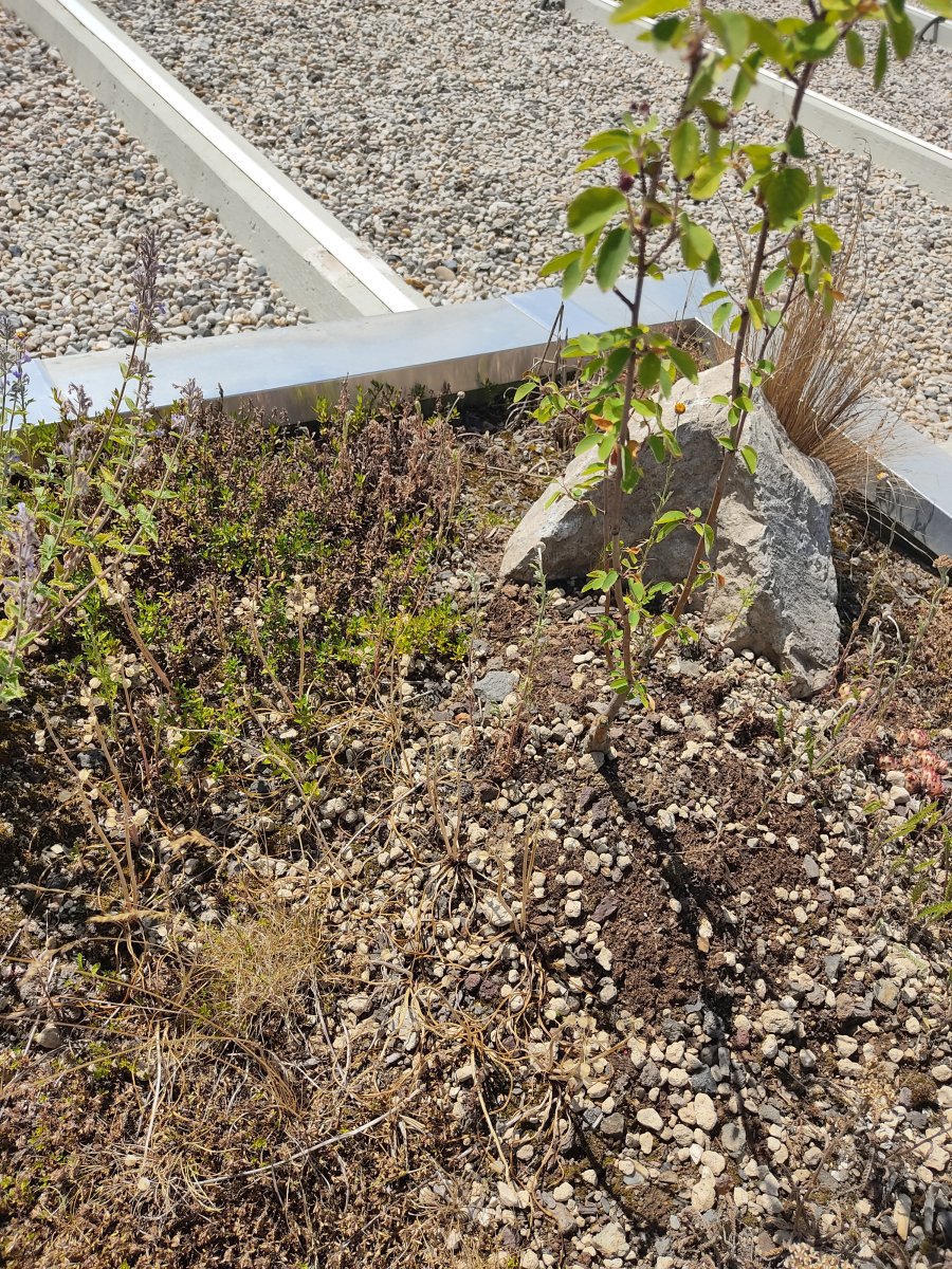 2021-06-22 Gartenhausdach Ecke rechts hinten.jpg