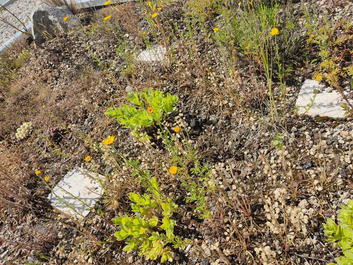 2021-06-22 Gartenhausdach Mitte rechts.jpg