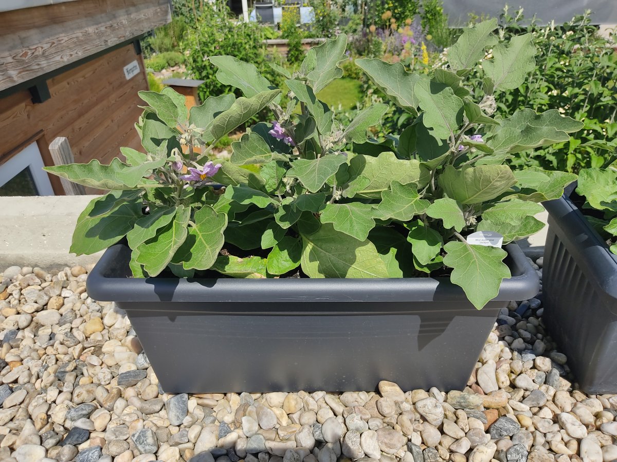 2021-06-22 Mini-Aubergine Jackpot.jpg