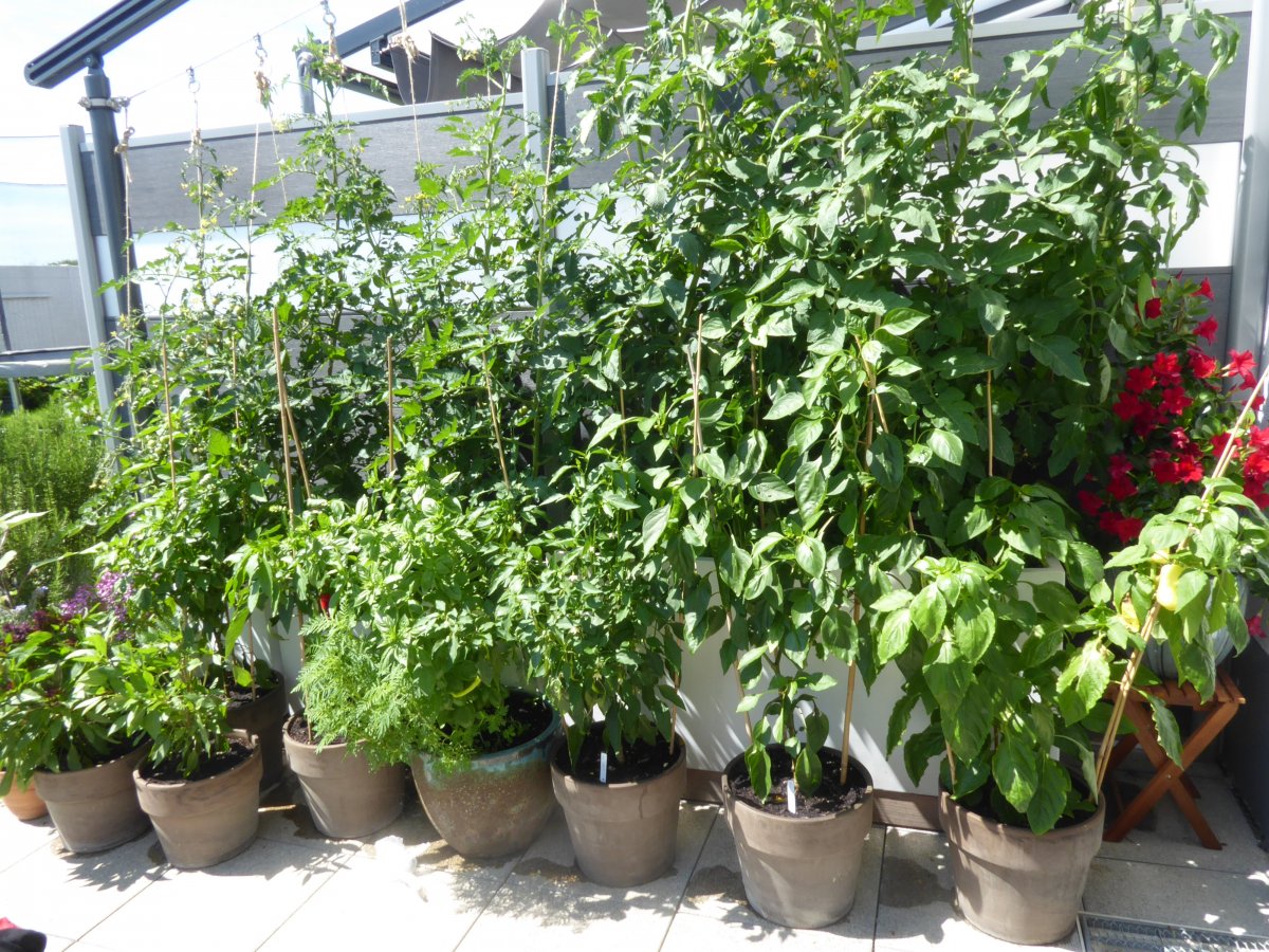 2021-07-21 Tomaten, Chilis & Basilikum (5).JPG
