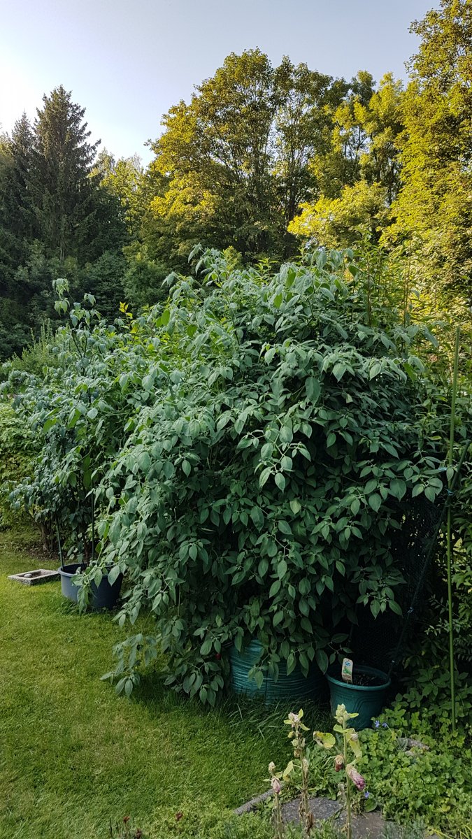 20210903_162919.jpg