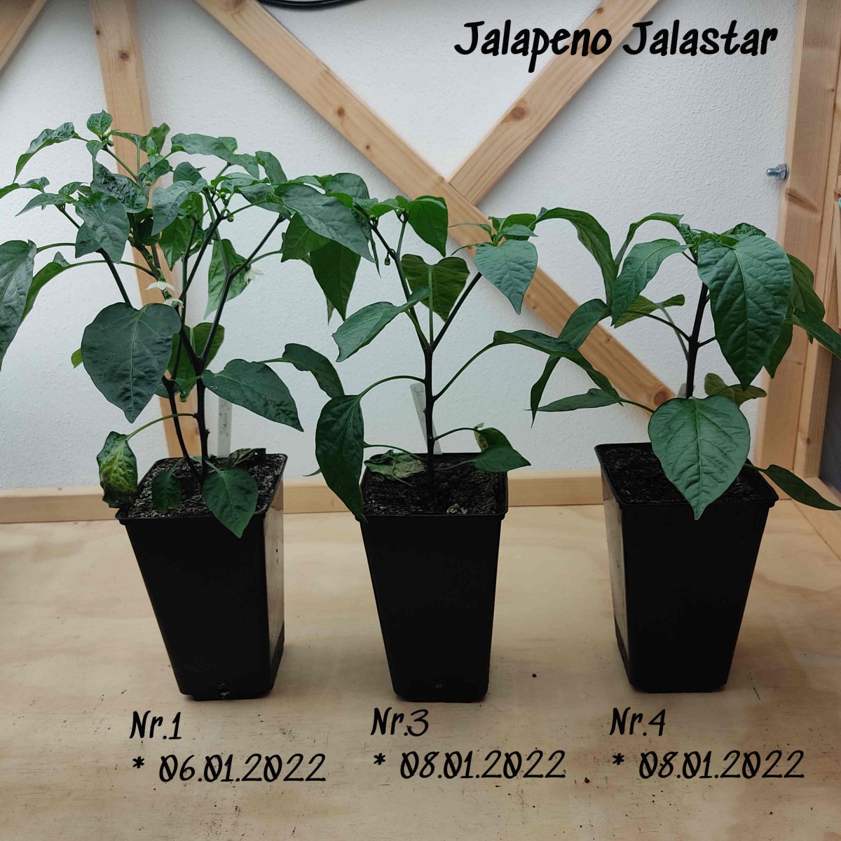 2022-03-04 Jalapeno Jalastar Nr.1 - 3 - 4.jpg