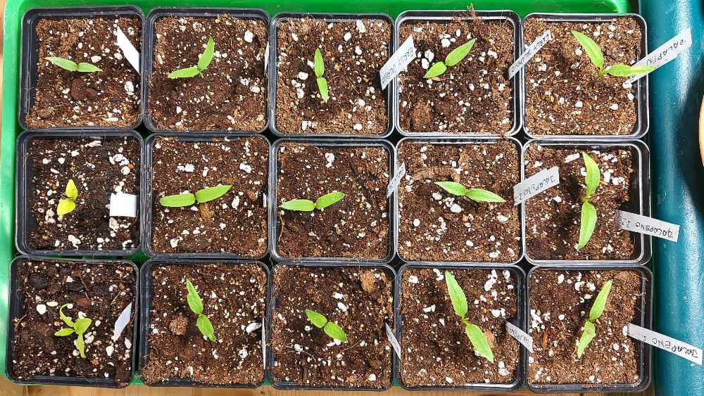 20220213_jalapenos.jpg
