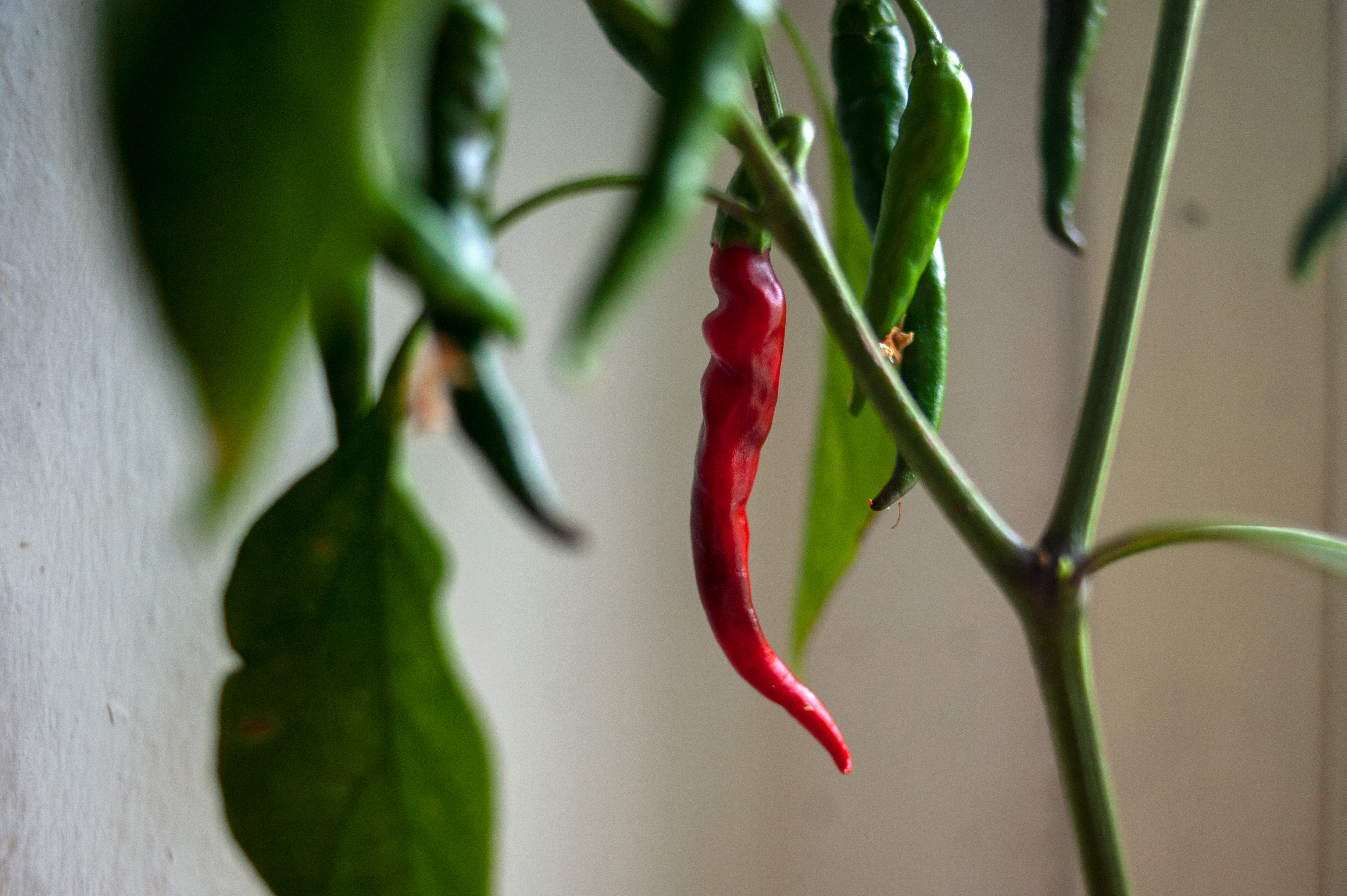 2022_cayenne_fruit.ripening.jpg