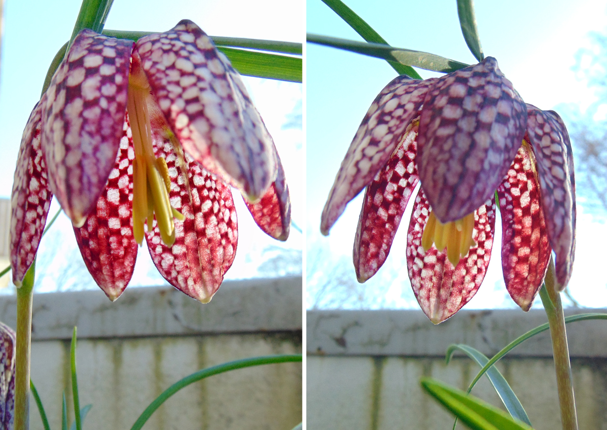 2023_Fritillaria-Double.jpg