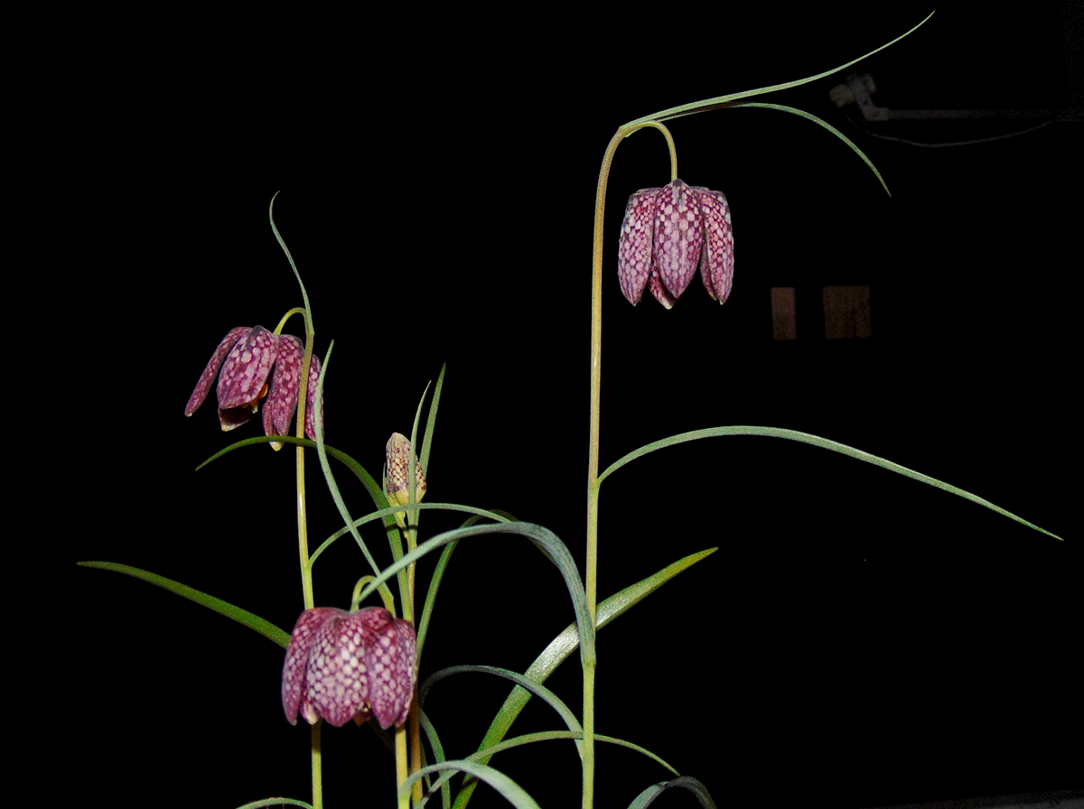 2023_Fritillaria_3flowers-1.jpg