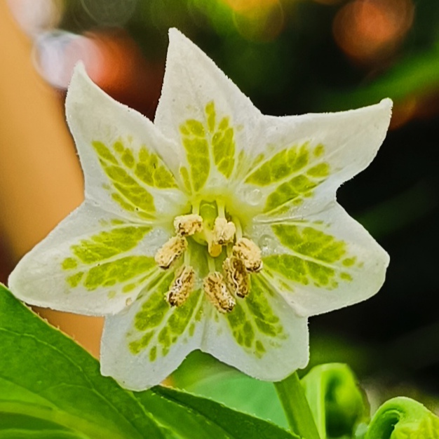 2024-06-27 Apricot Apple Blüte.jpg