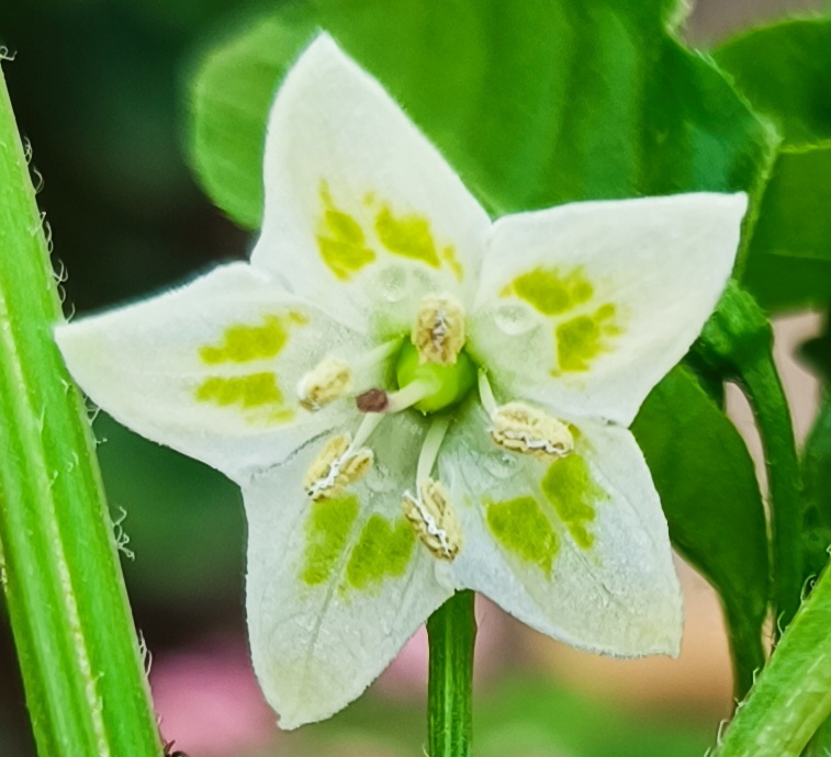 2024-06-27 Lemon Drop Blüte.jpg