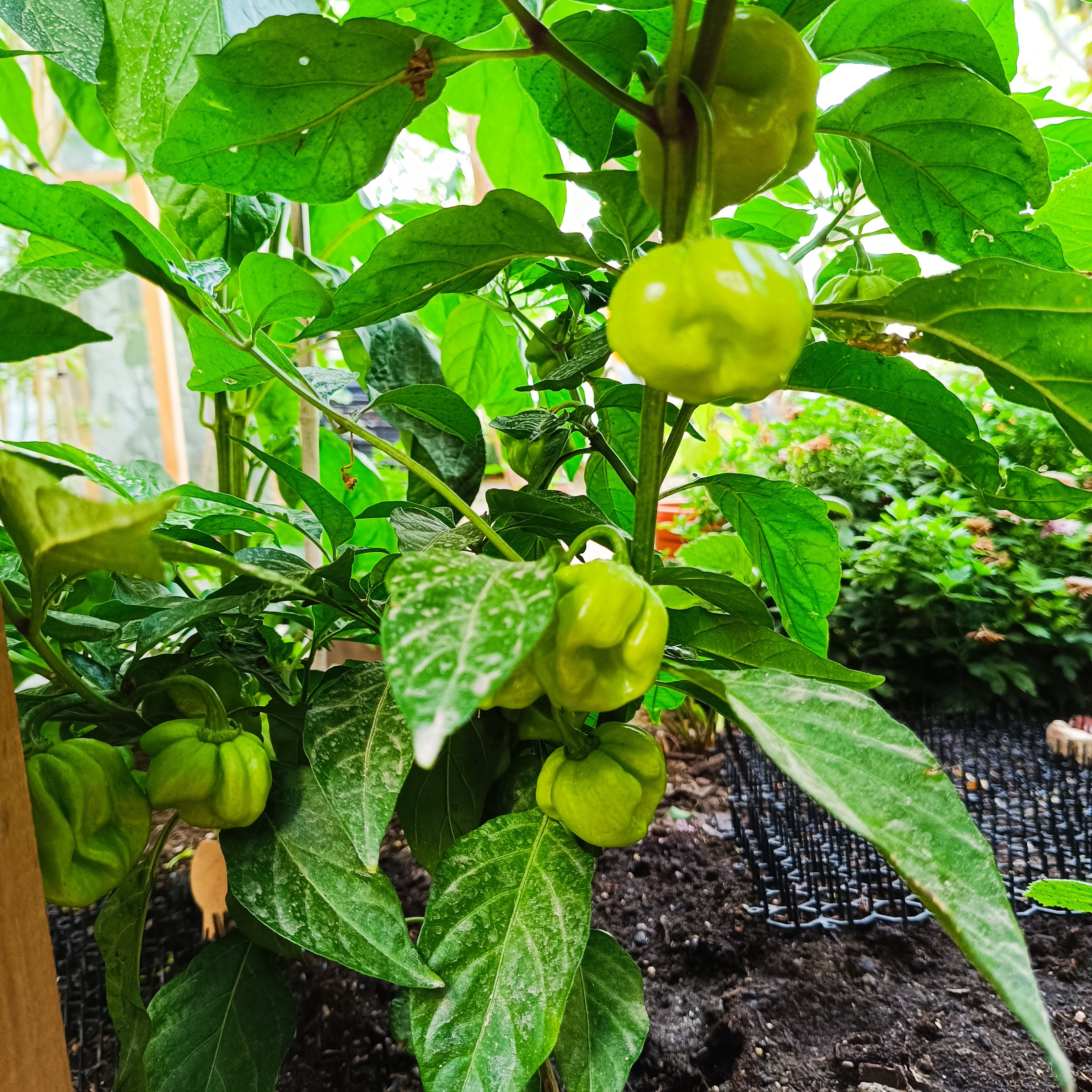 2024-07-11 Habanero Orange Garten.jpg