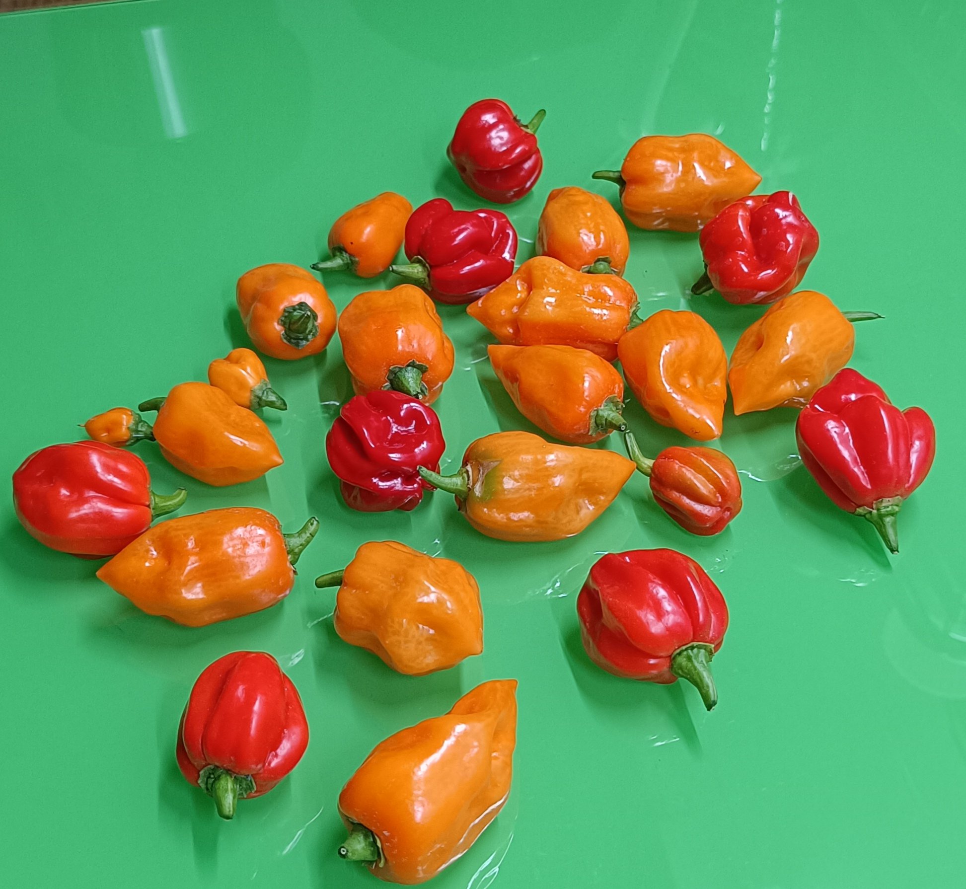 2024-07-19 Habaneros.jpg