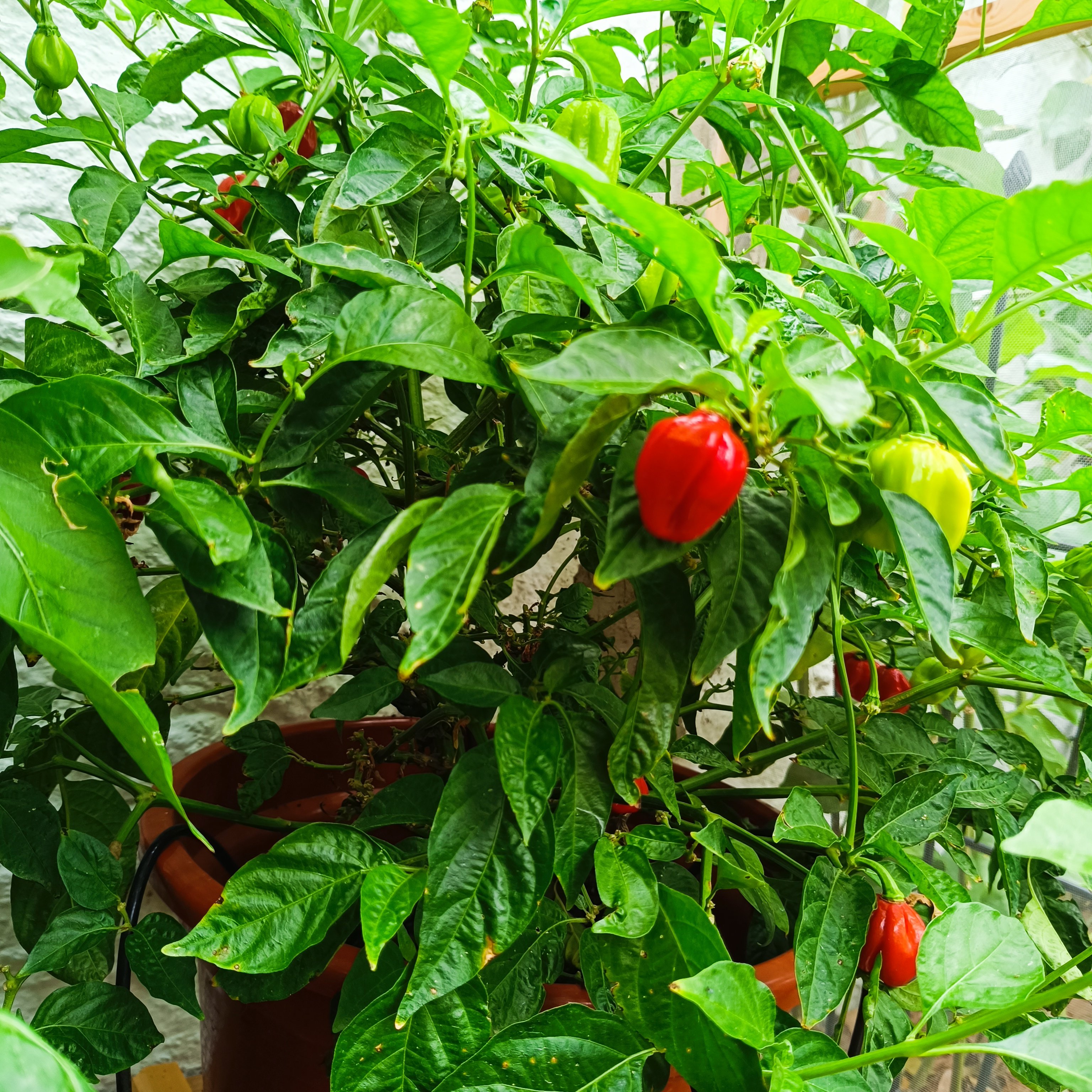 2024-08-27 Habanero CaribbeanRed.jpg