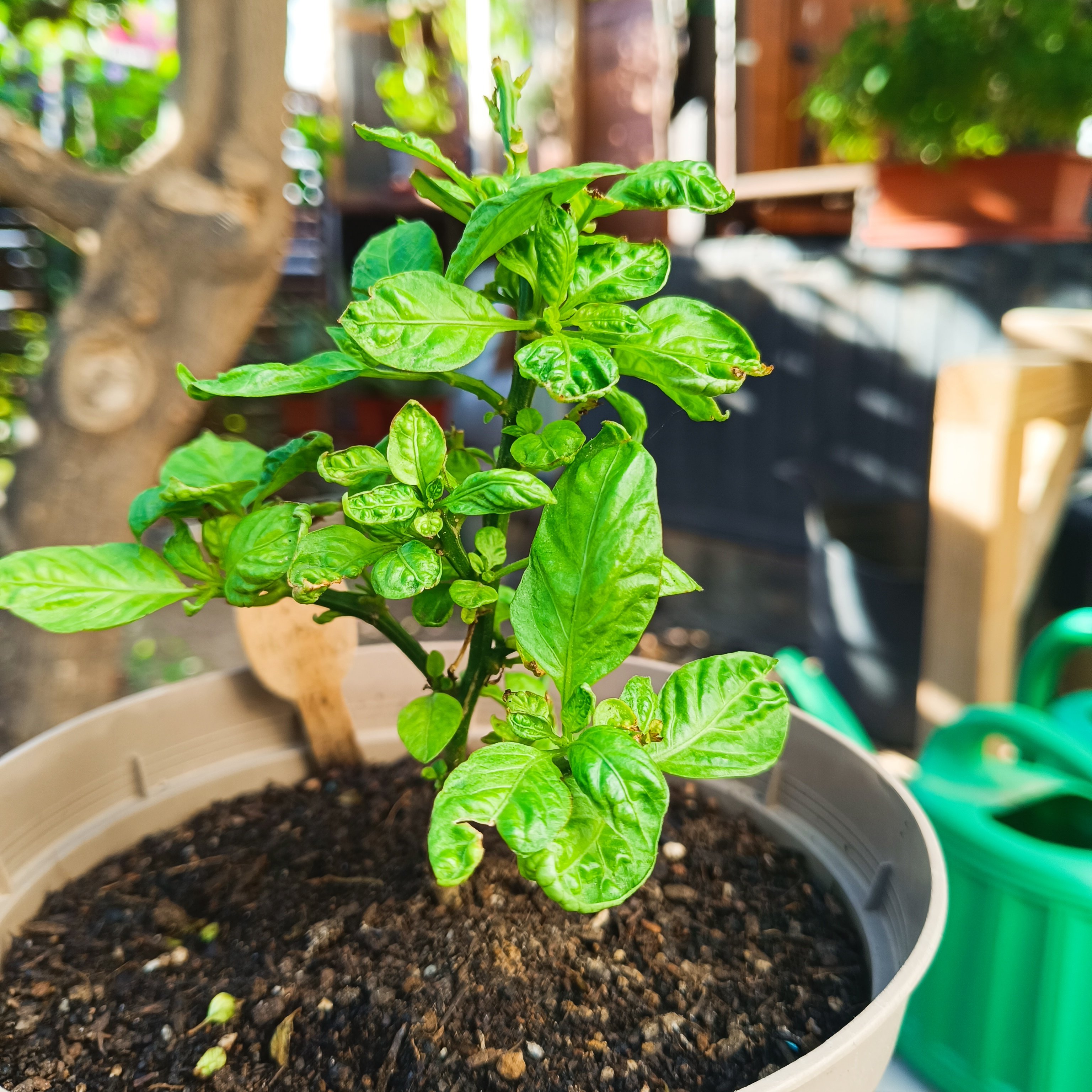 2024-11-12 Pink Habanero.jpg