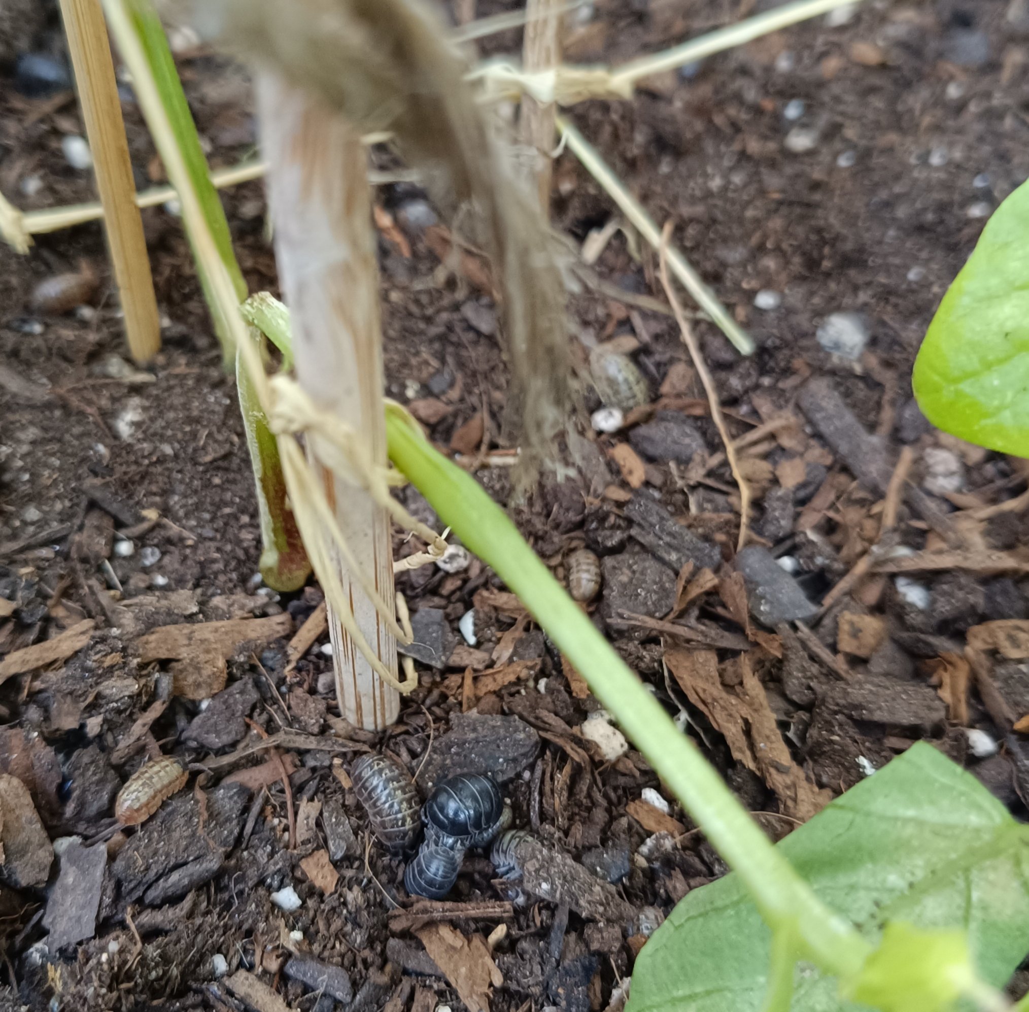 2025-05-04 Kellerasseln Tomatillos.jpg