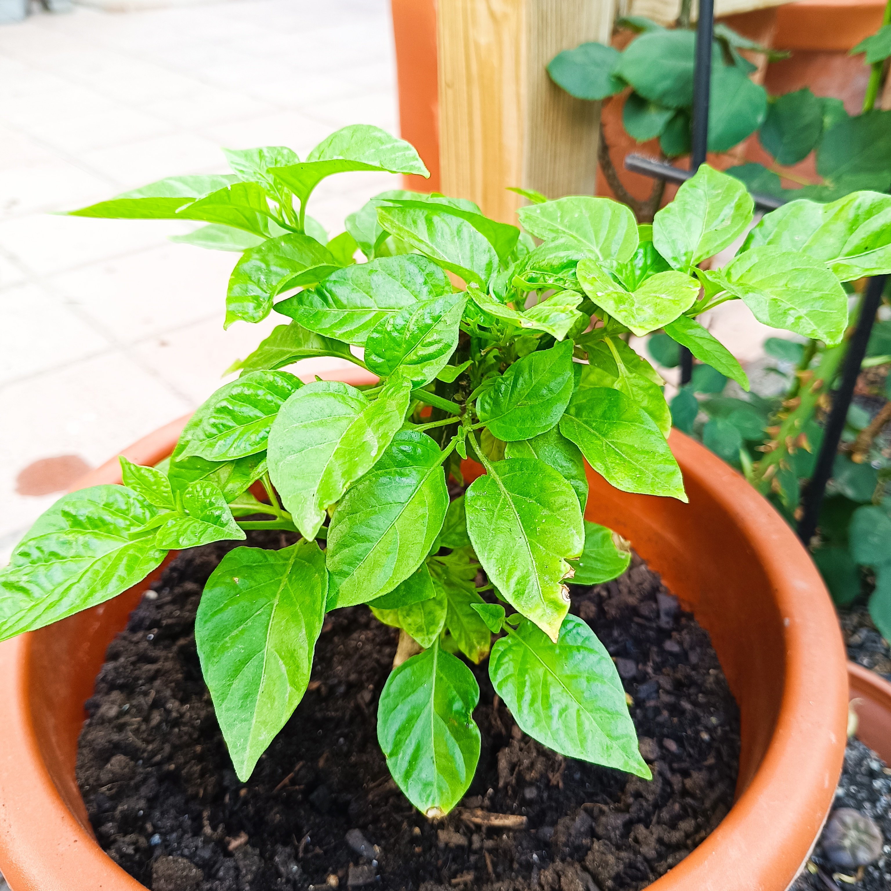 2025-05-10 Aji Margariteno.jpg
