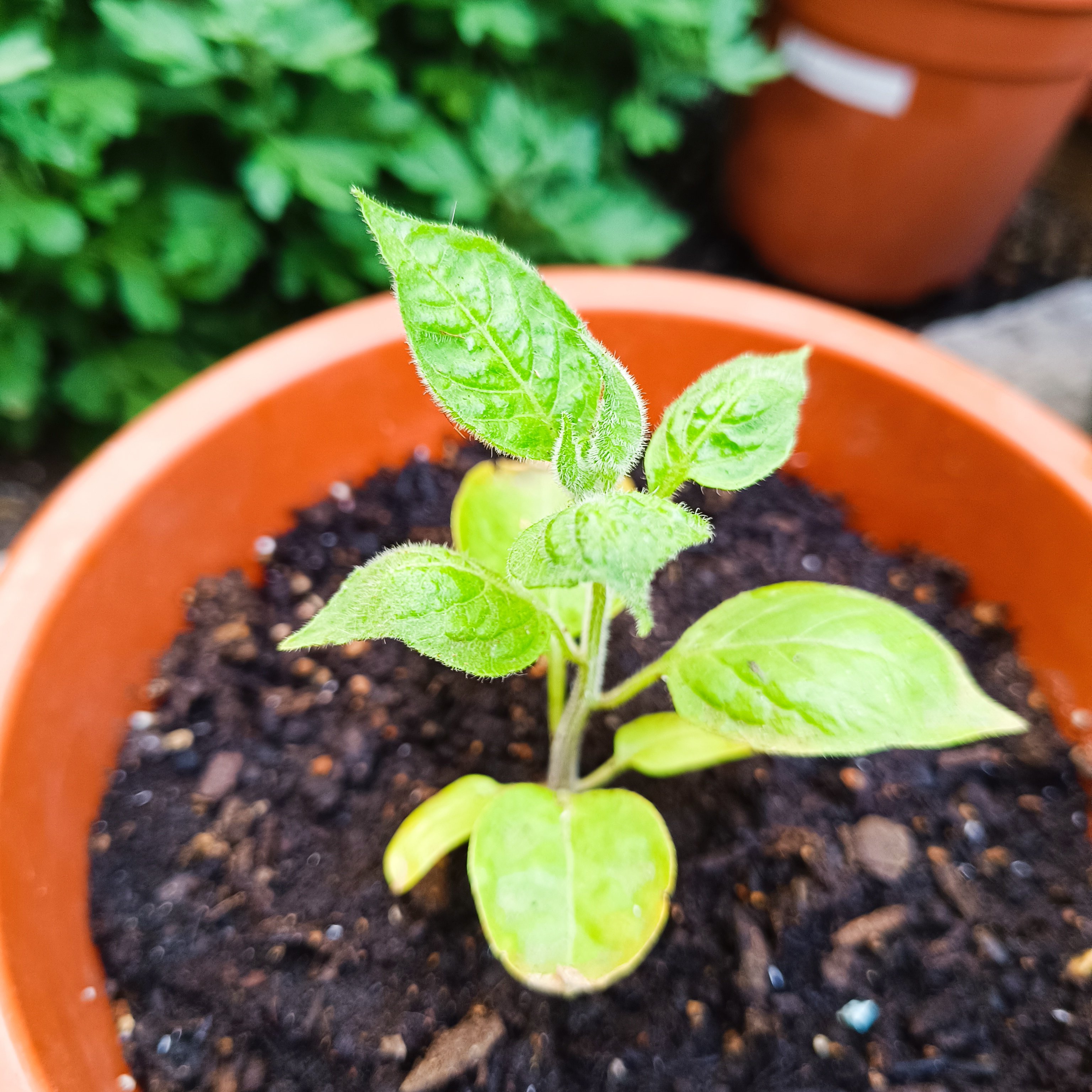 2025-05-10 Rocoto 1.jpg
