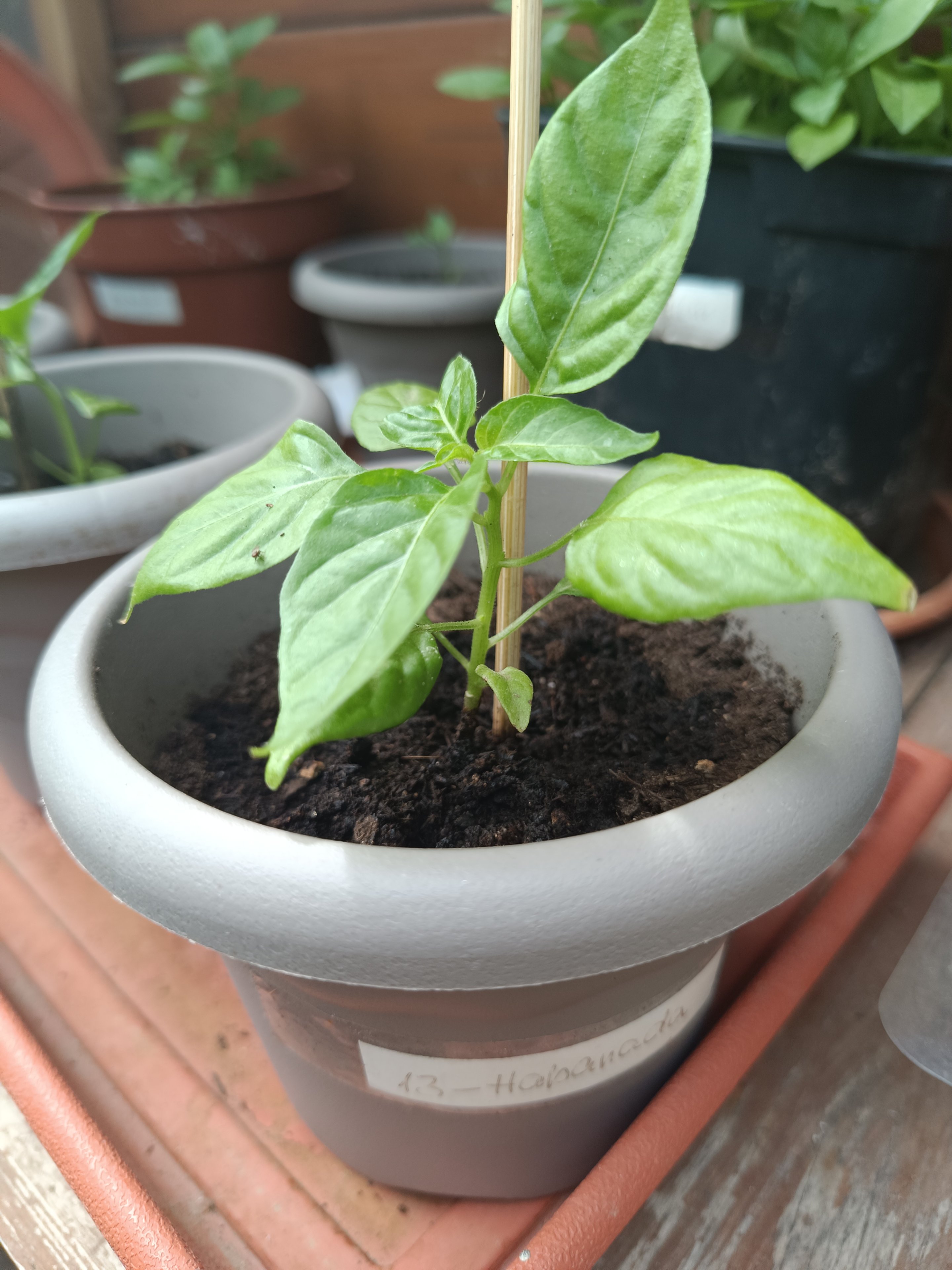 2025-06-16 Habanada.jpg