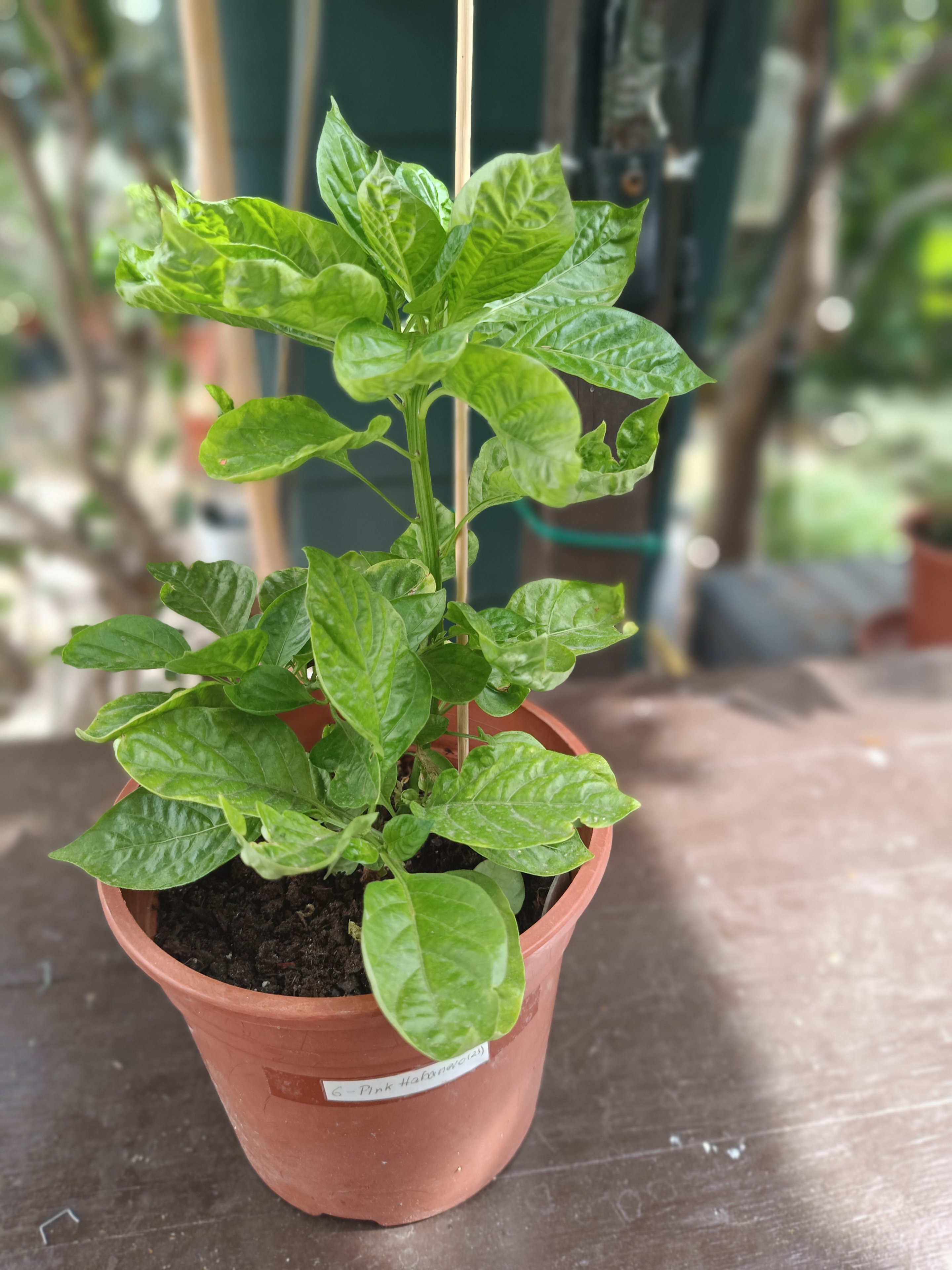 2025-06-16 Pink Habanero 2024.jpg