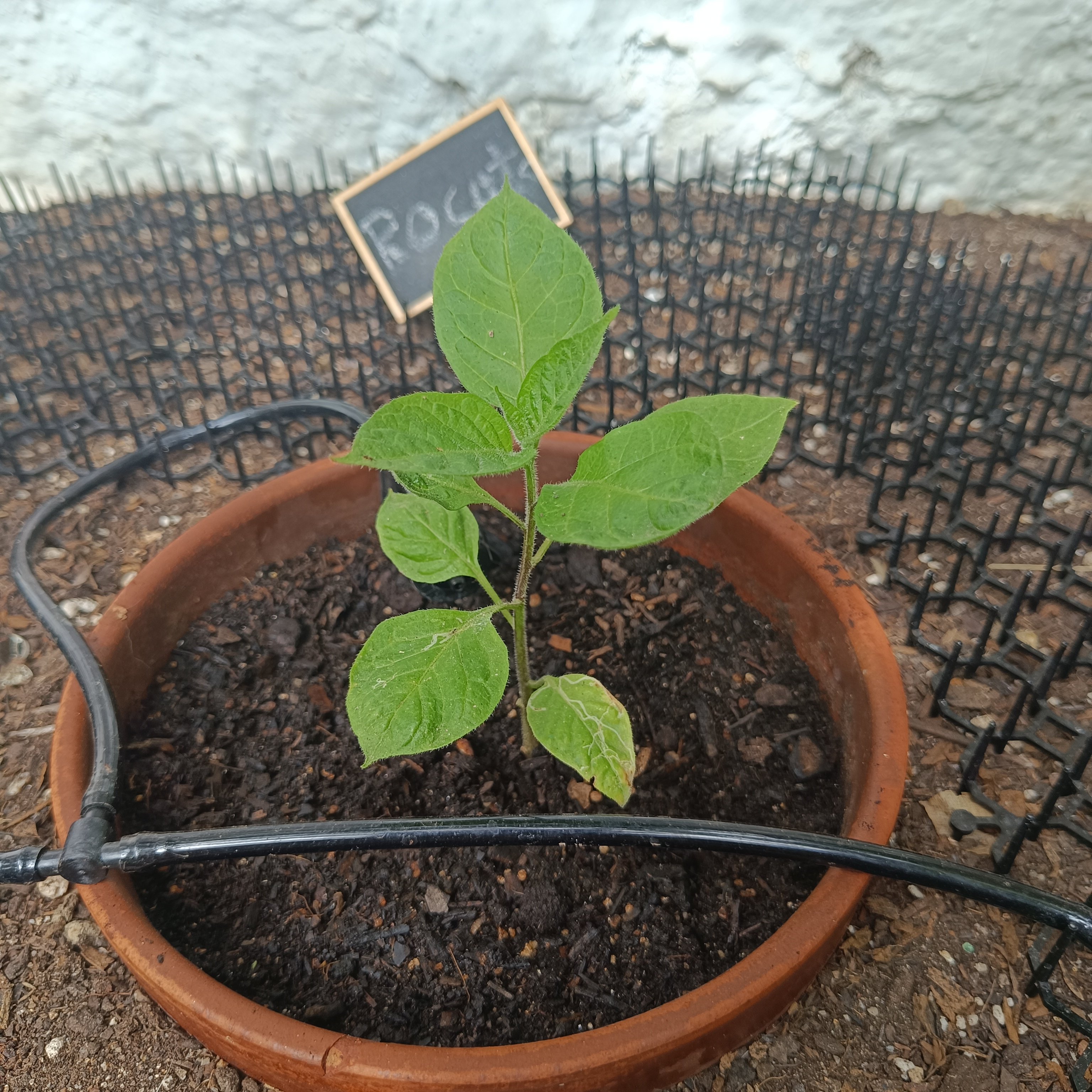 2025-06-16 Rocoto 2.jpg