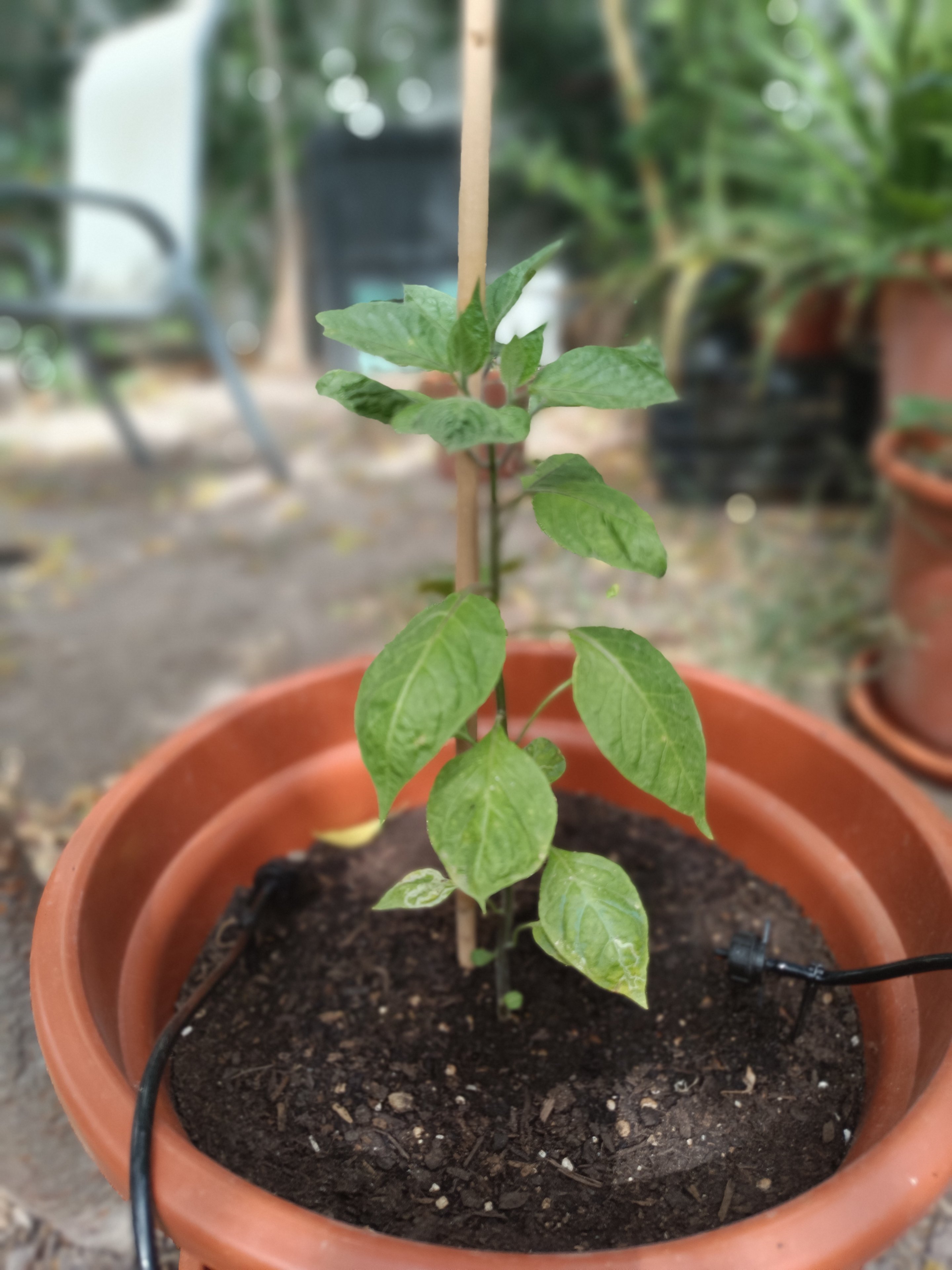 2025-06-16 Rocoto.jpg