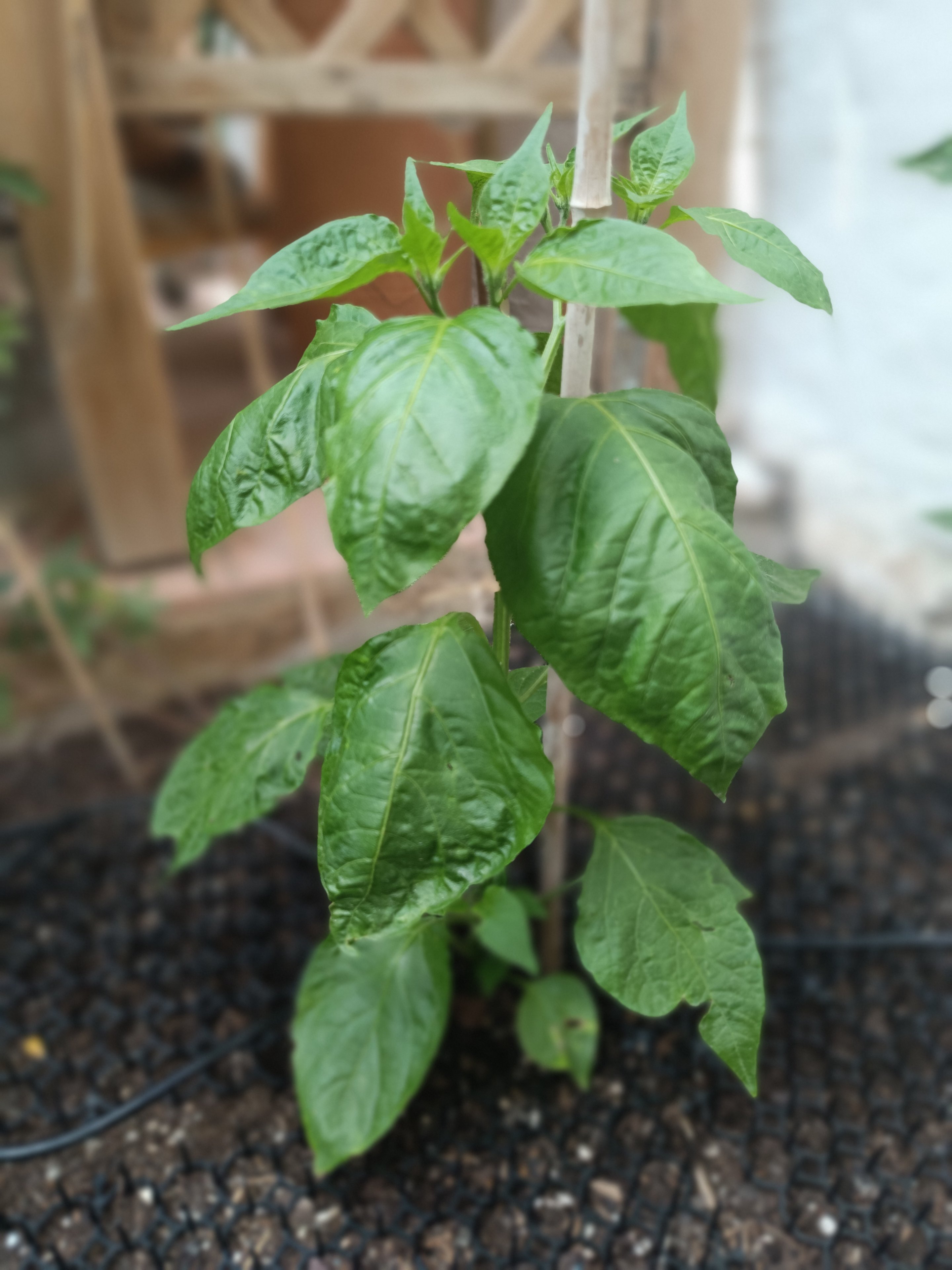 2025-06-16 Zébrange Beet.jpg