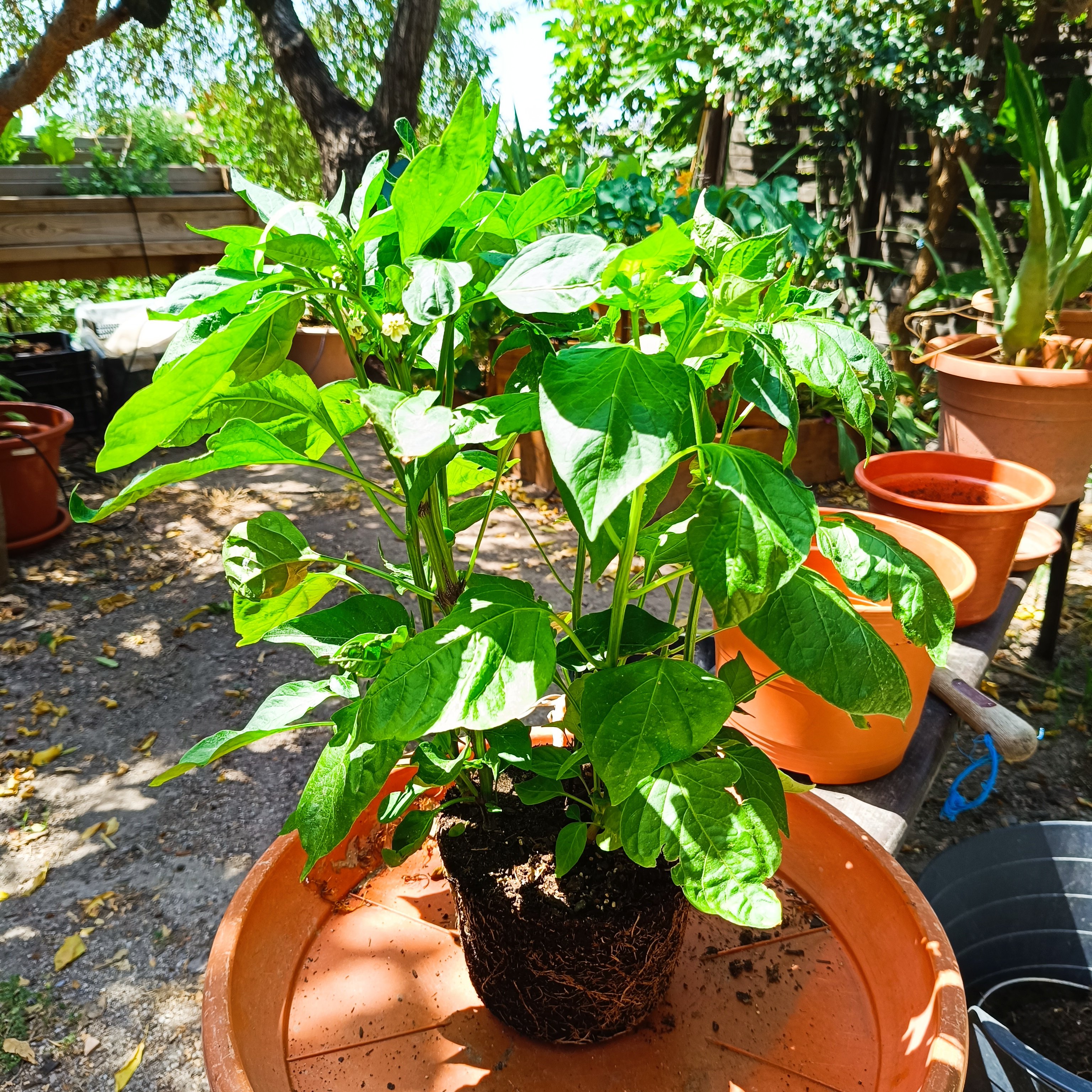 2025-06-20 Rosenchili 2.jpg