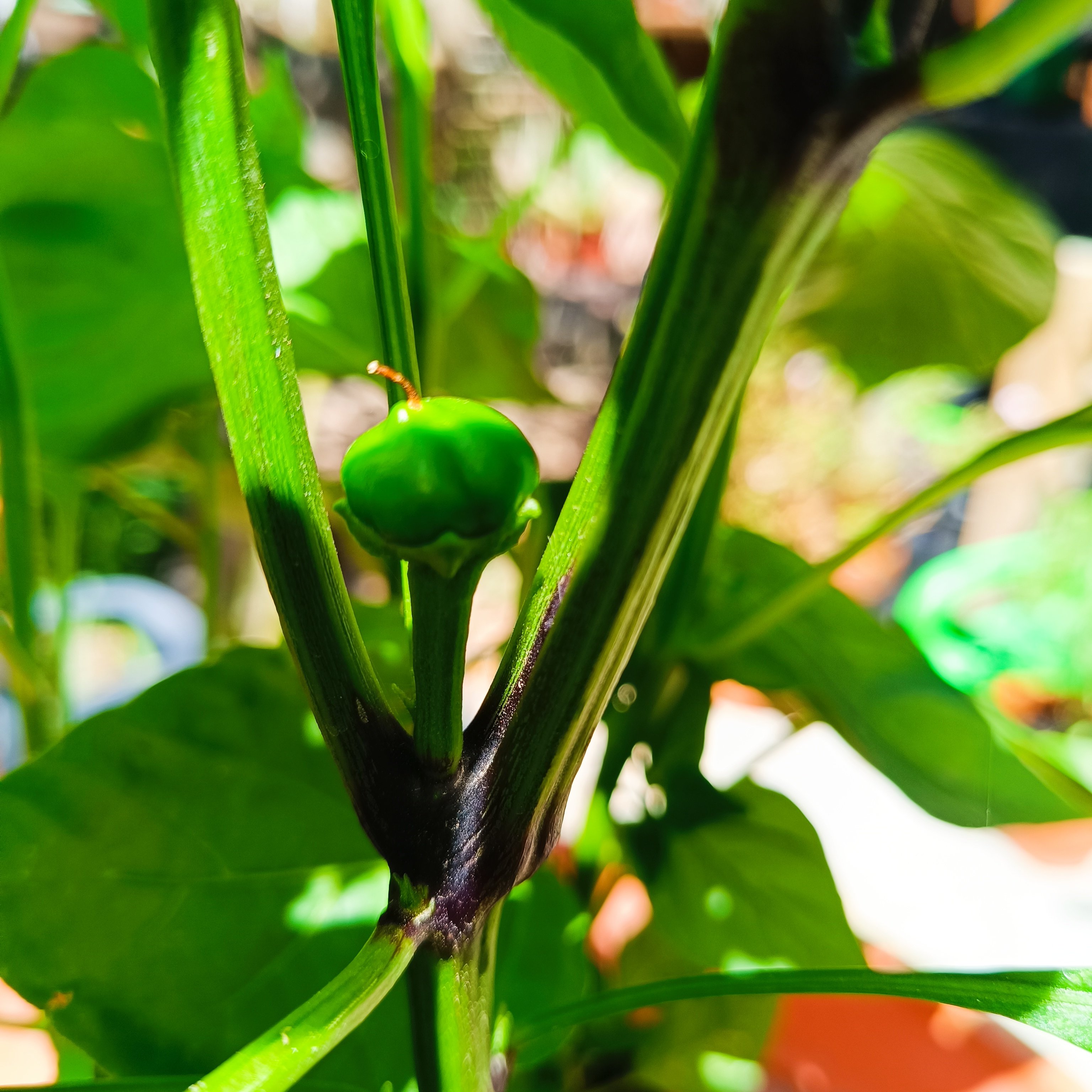 2025-06-20 Rosenchili Beere.jpg