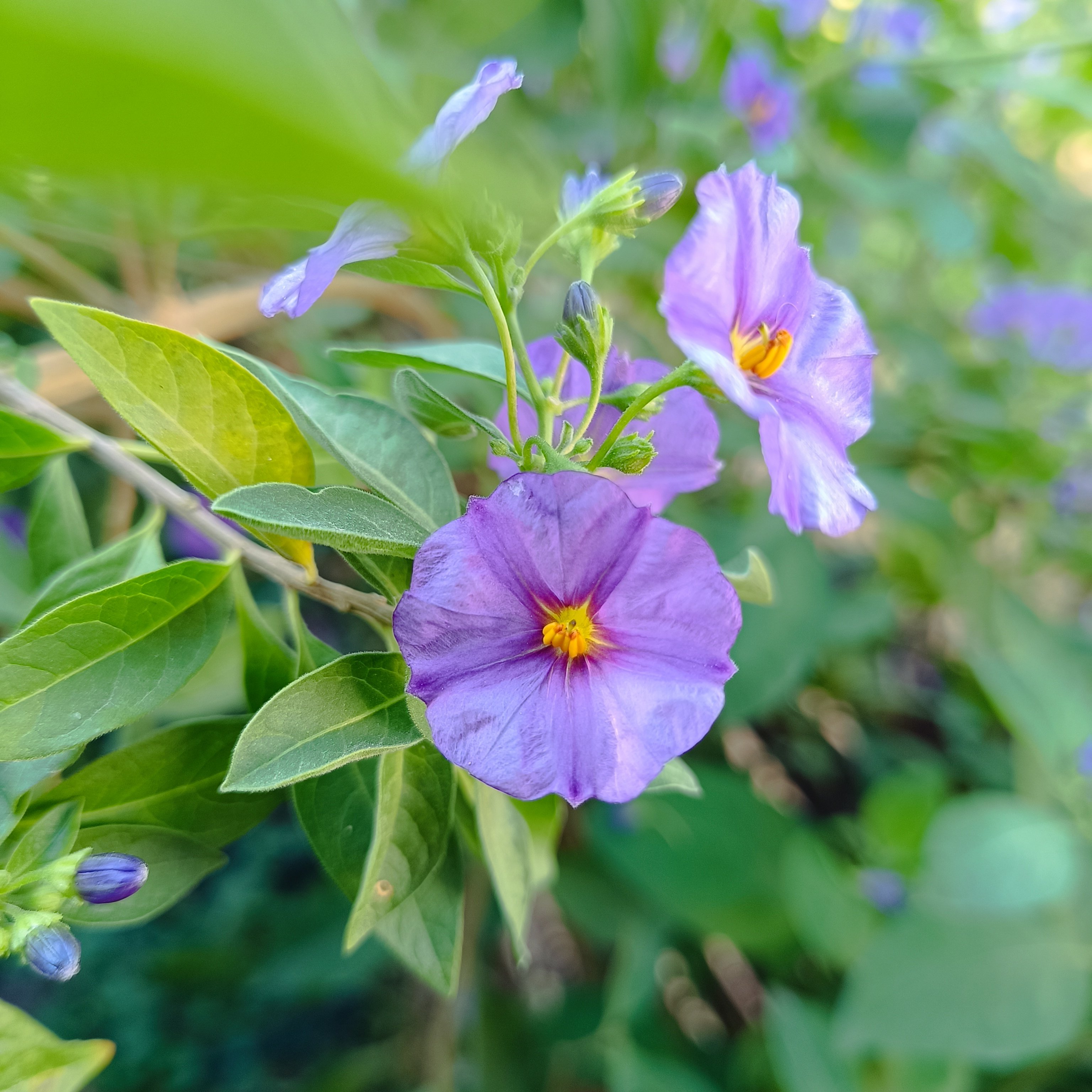 2025-07-28 Enzianblüte.jpg