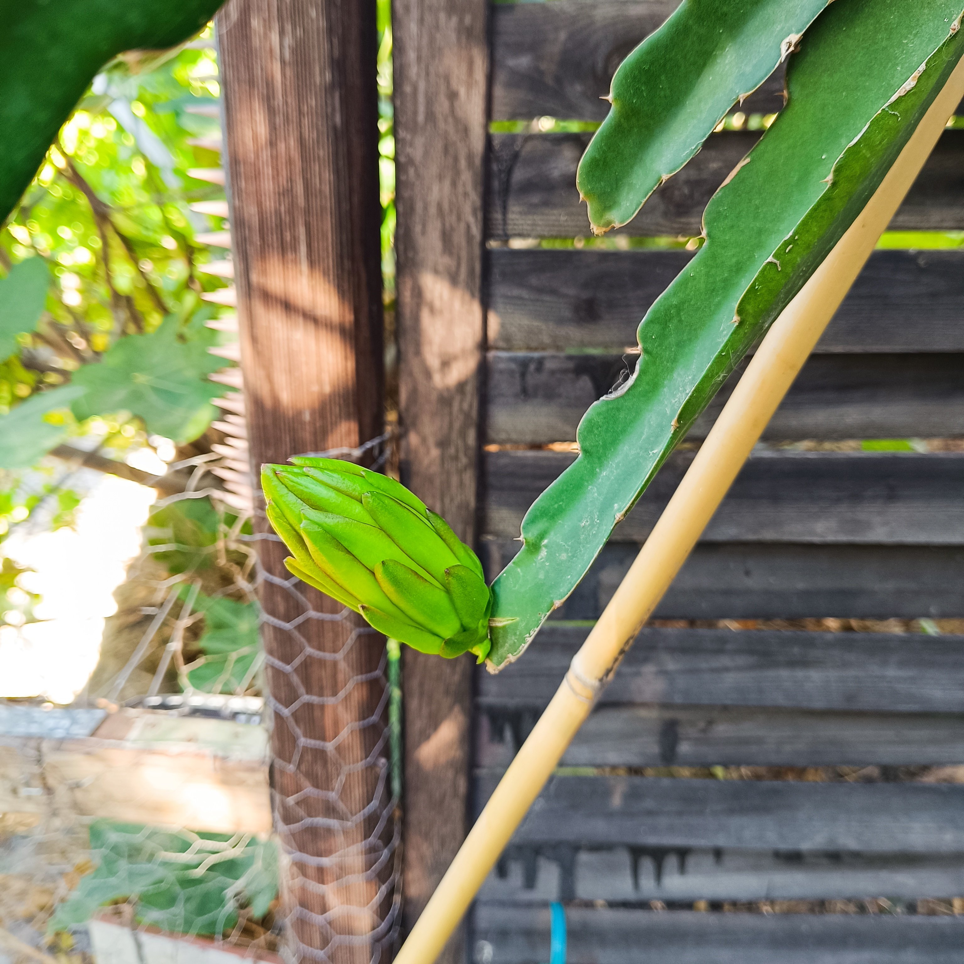 2025-07-28 Pitahaya.jpg