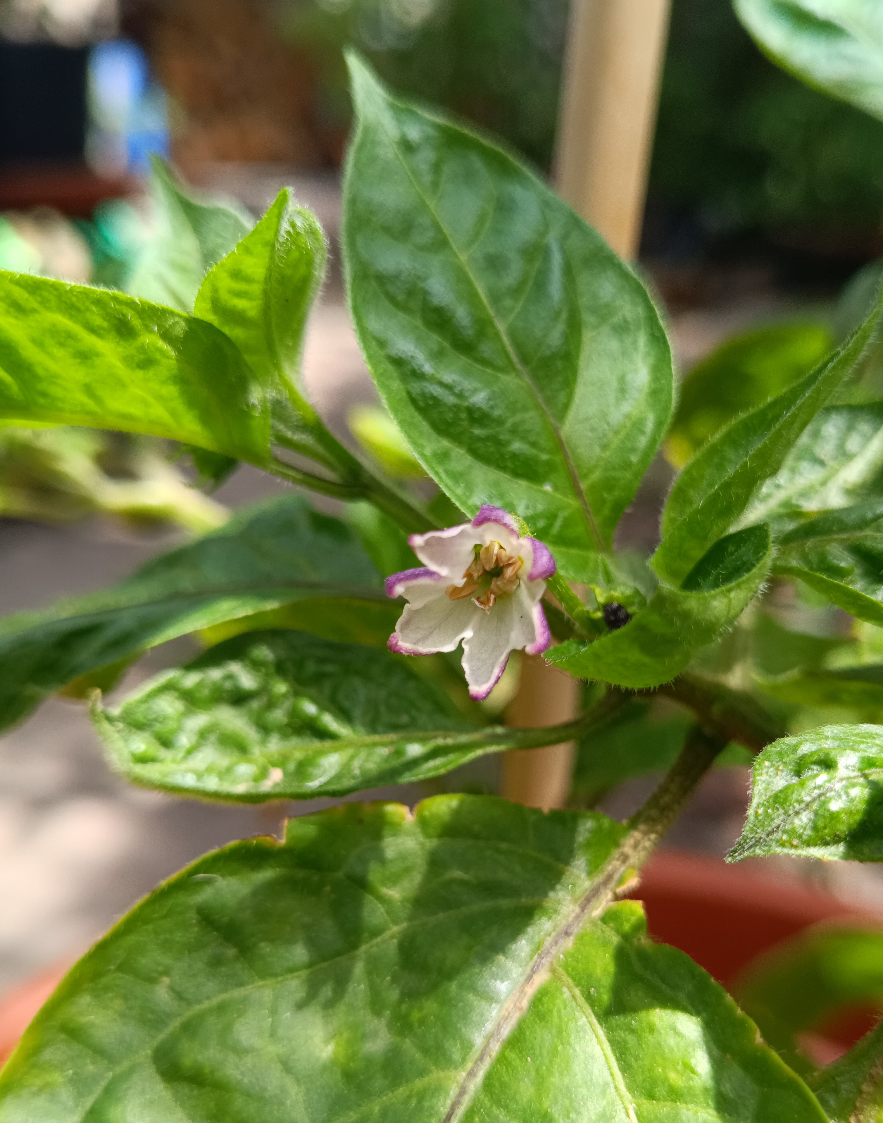 2025-08-01 1. Rocotoblüte.jpg