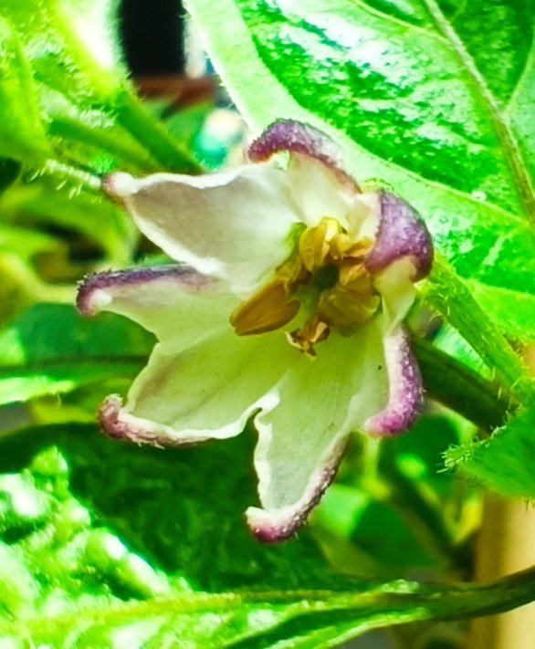 2025-08-01 Rocoto.jpg