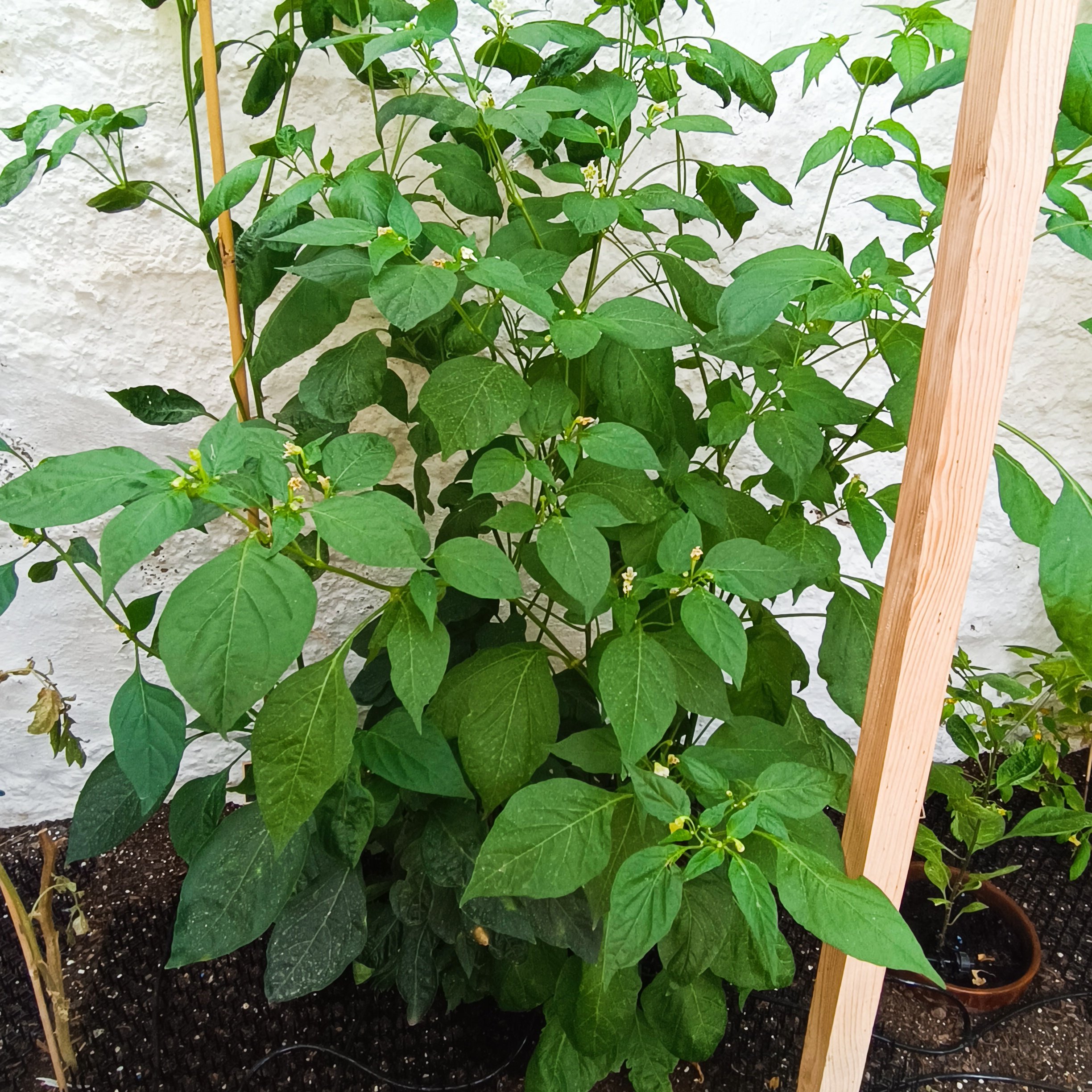 2025-08-01 Rosenchili.jpg