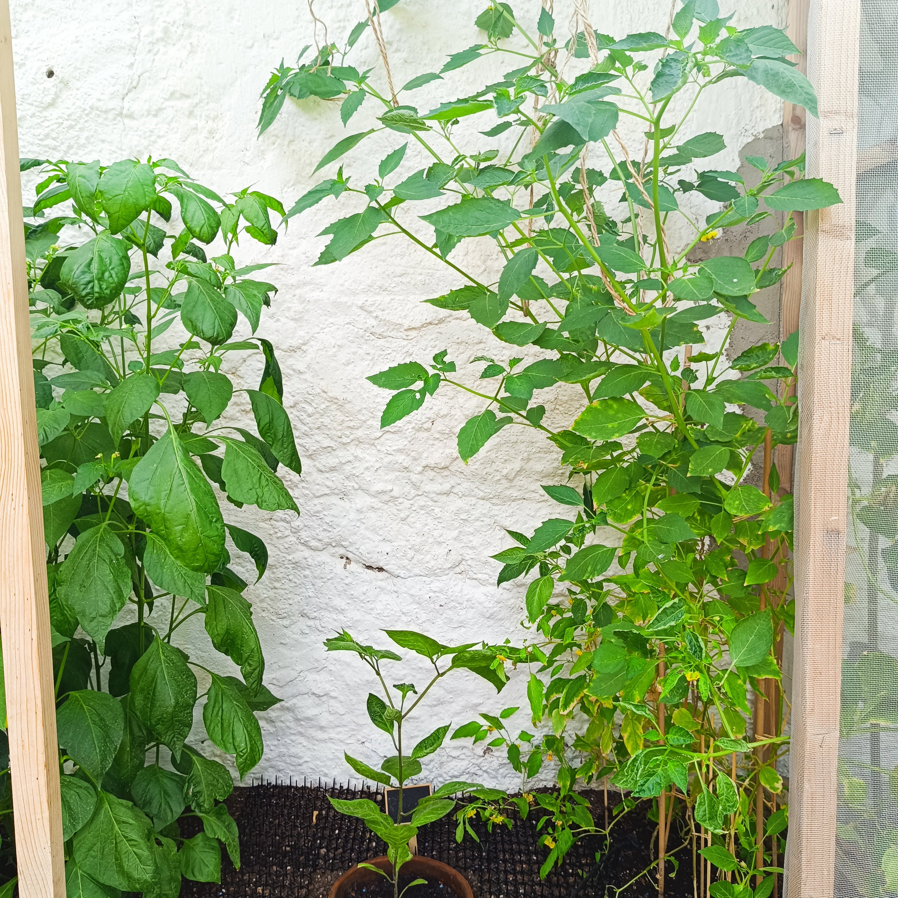 2025-08-01 Tomatillo.jpg