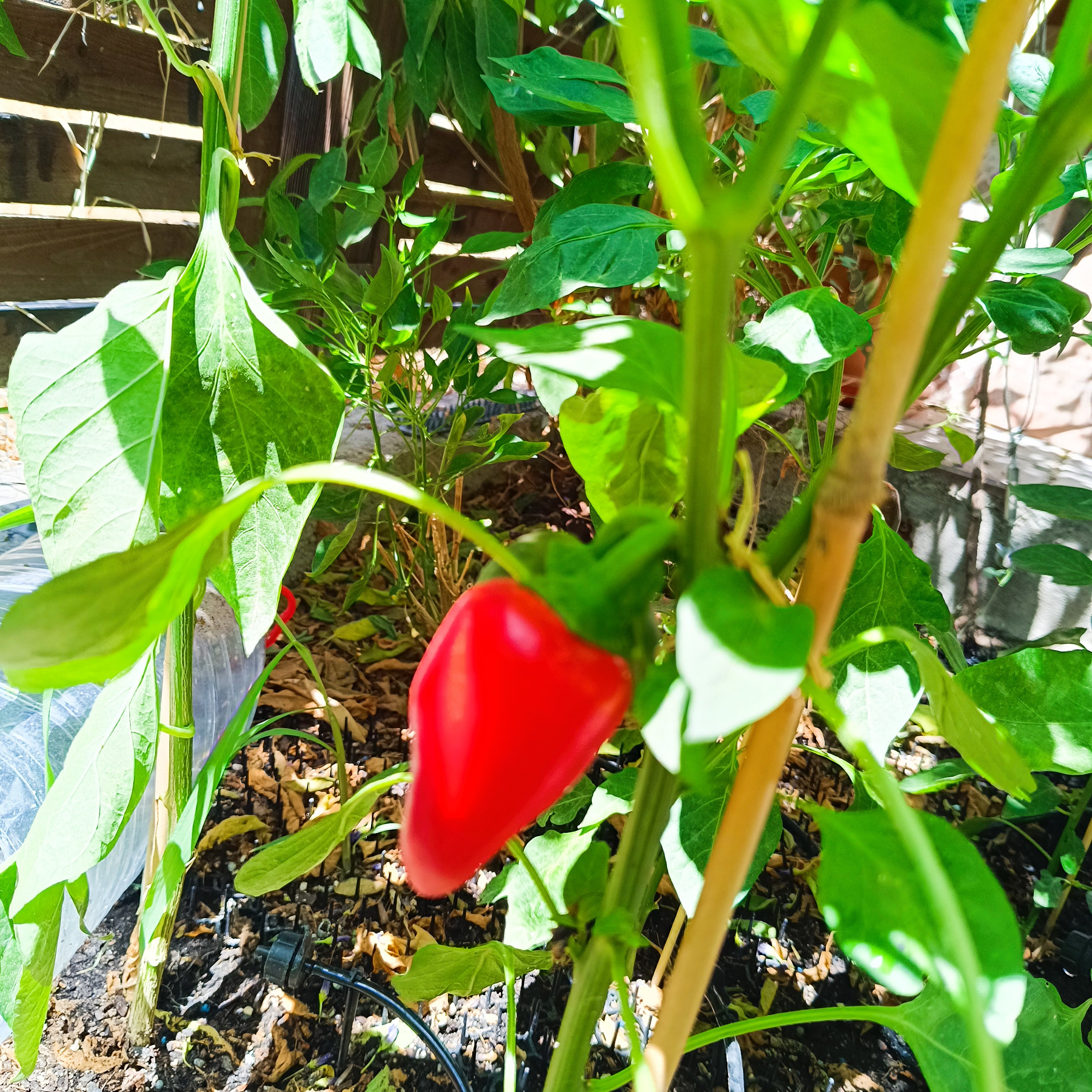 2025-08-02 Snack-Paprika.jpg