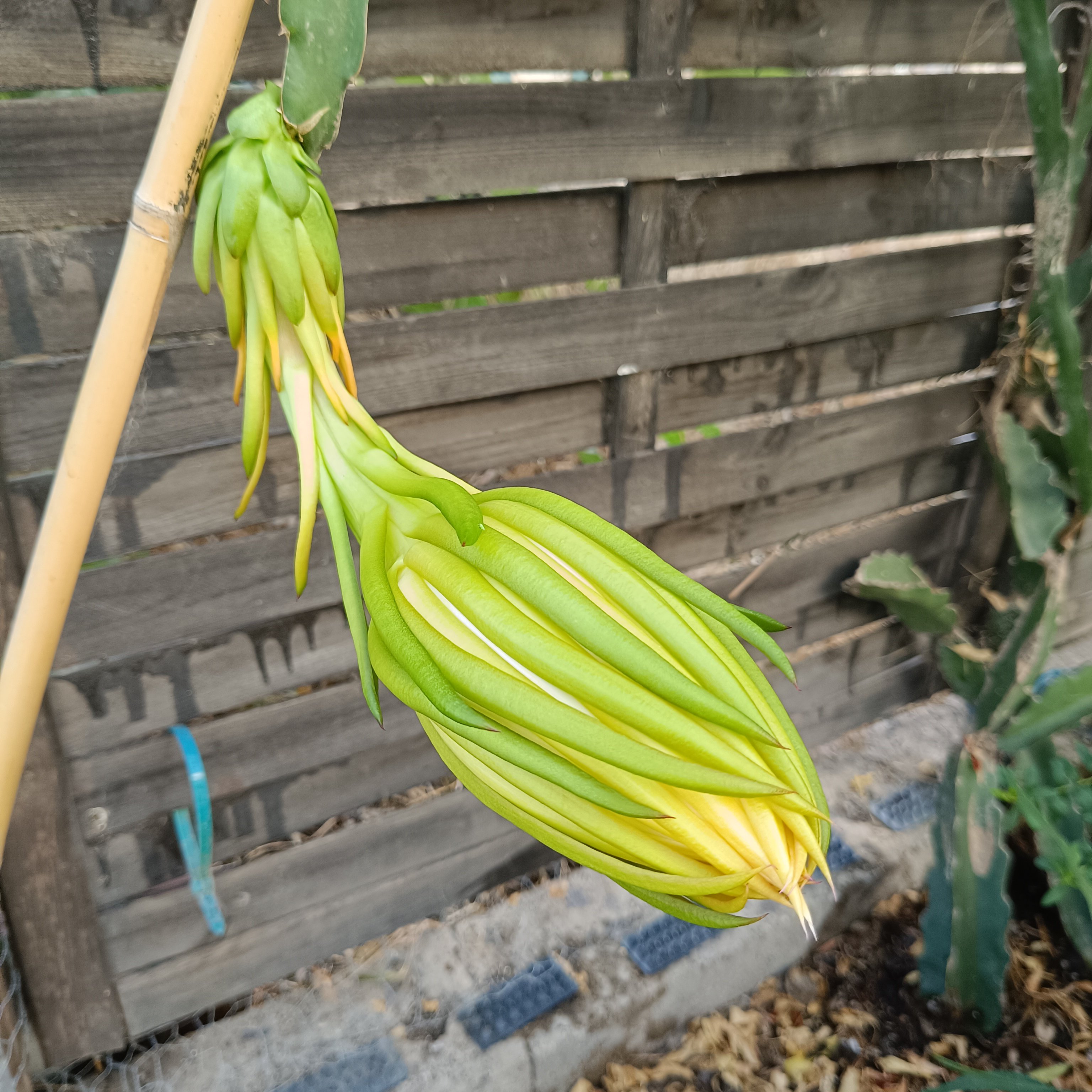 2025-08-03 Pitahaya Mittags.jpg