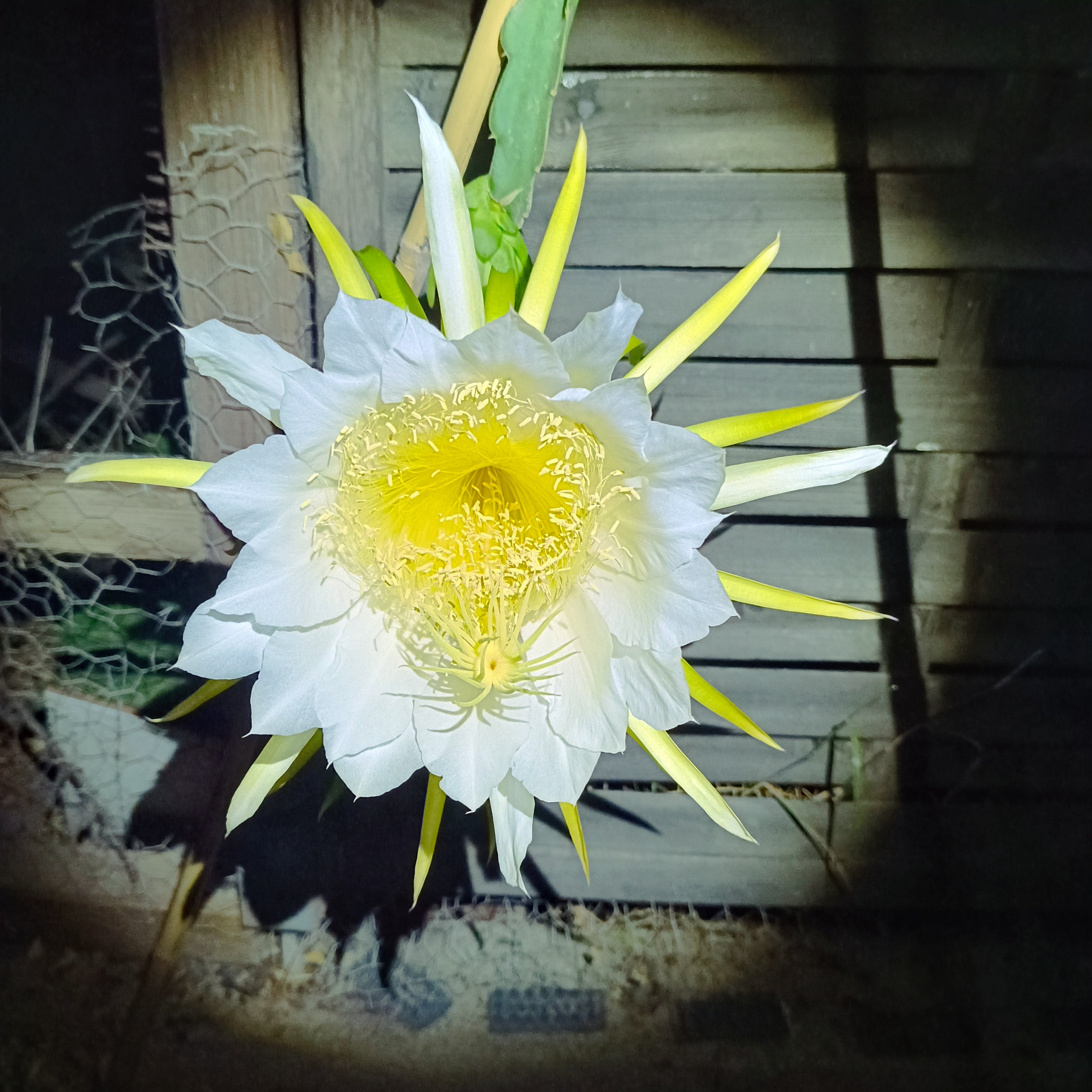 2025-08-03 Pitahaya vor Mitternacht.jpg