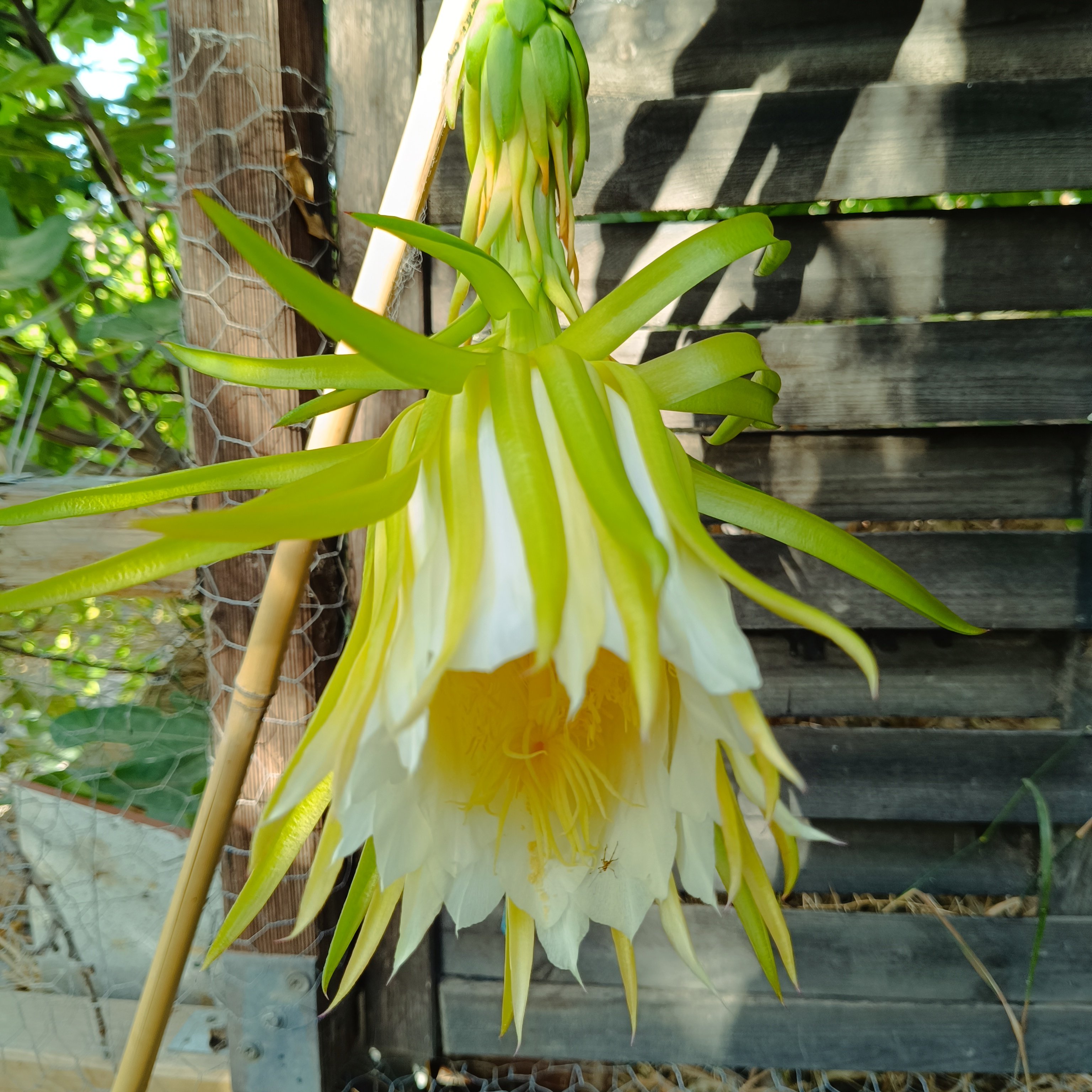 2025-08-04 Pitahaya morgens.jpg