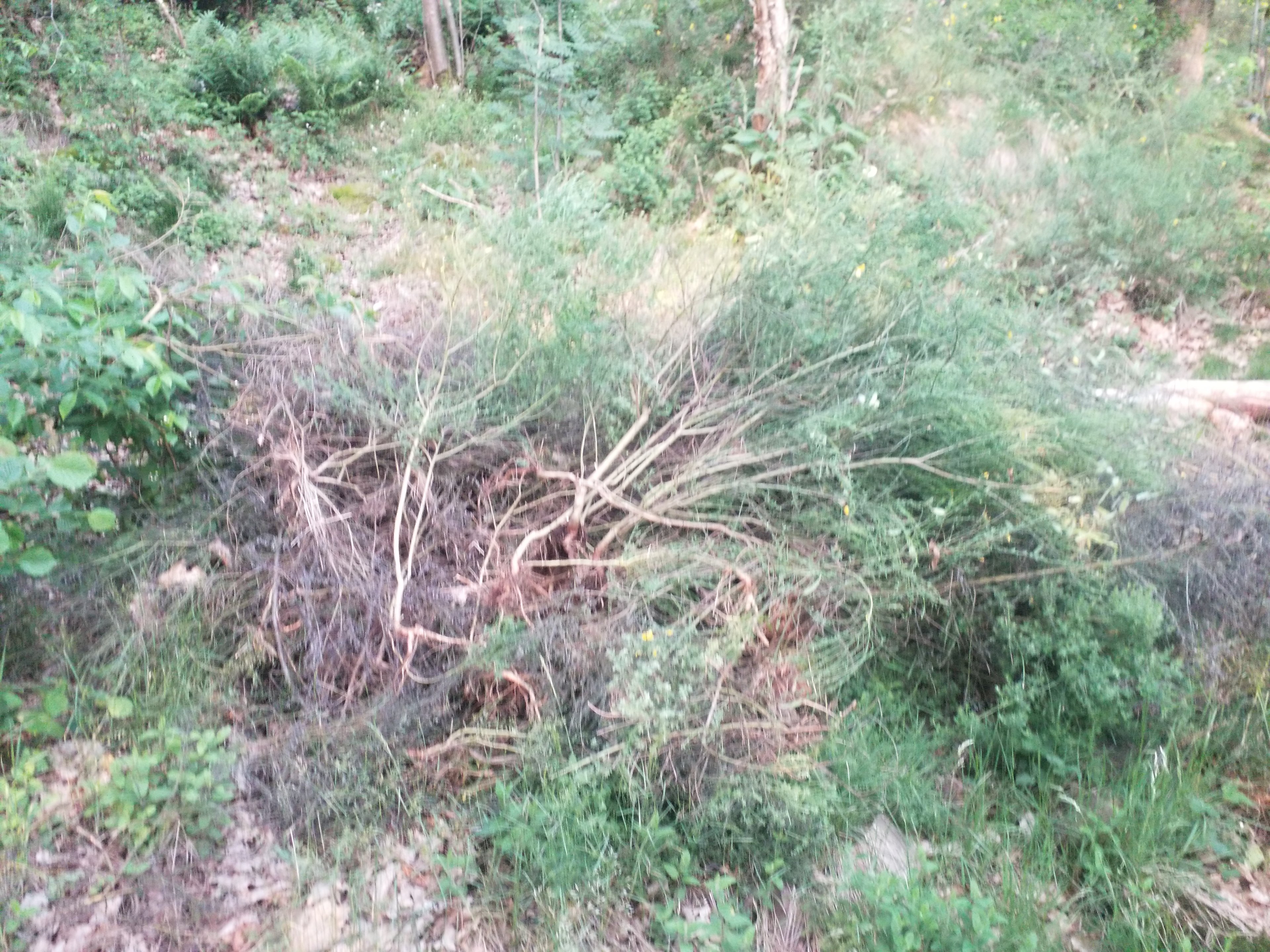 20250609_201808.jpg