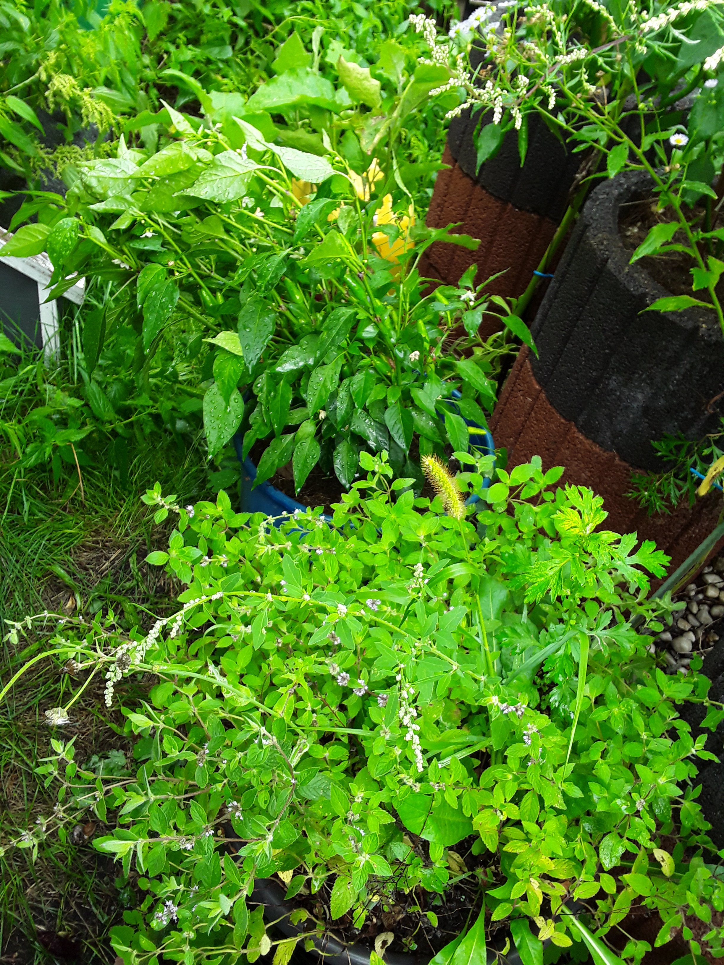 20250728_164049.jpg