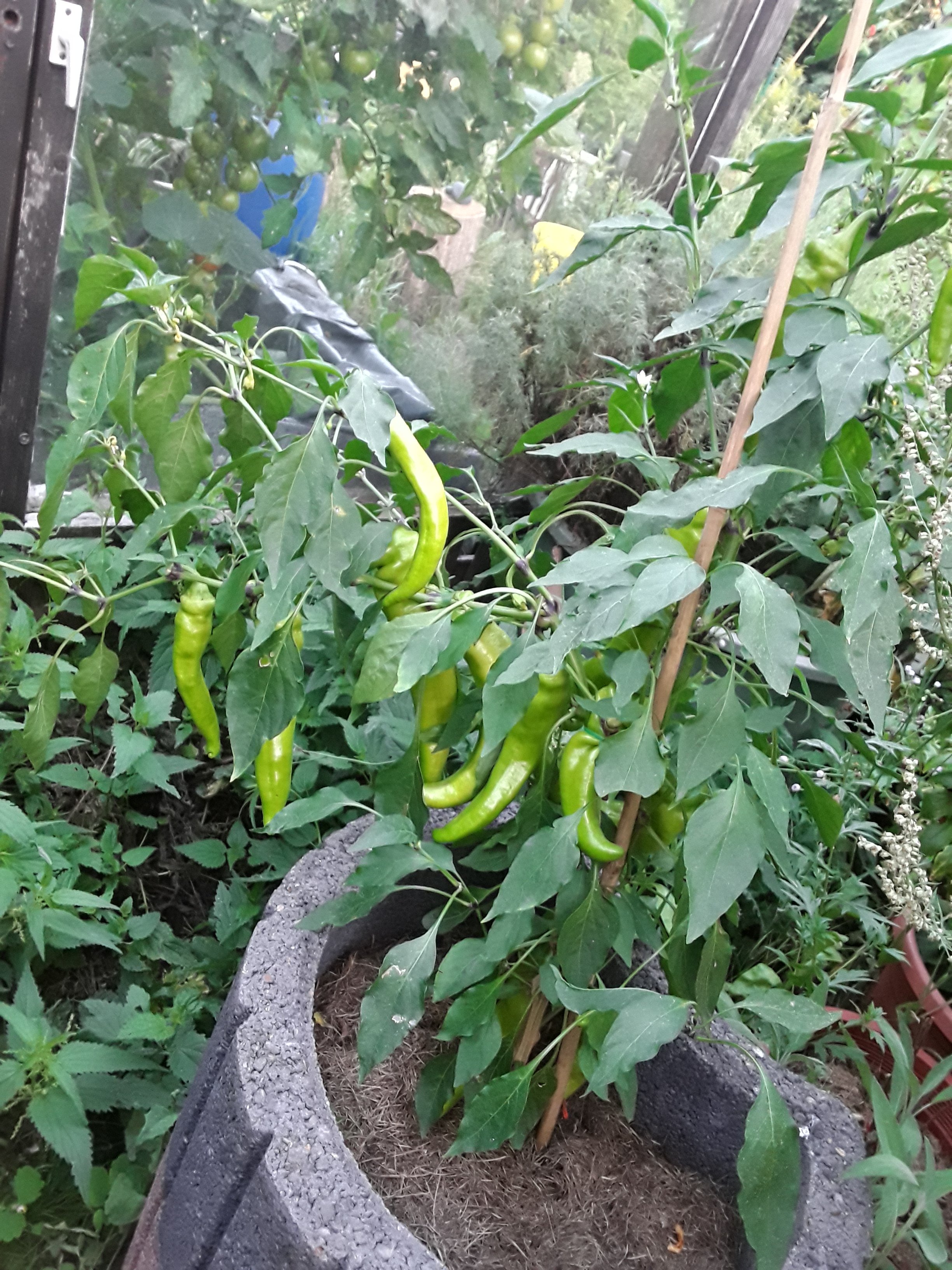 20250813_201703.jpg